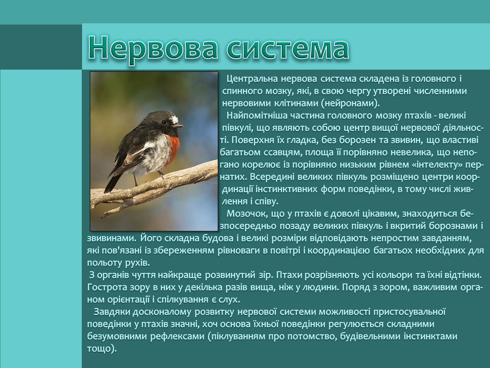Презентація на тему «Внутрішня будова птахів» (варіант 1) - Слайд #12 Презентація на тему «Внутрішня будова птахів» (варіант 1) - Слайд #12
