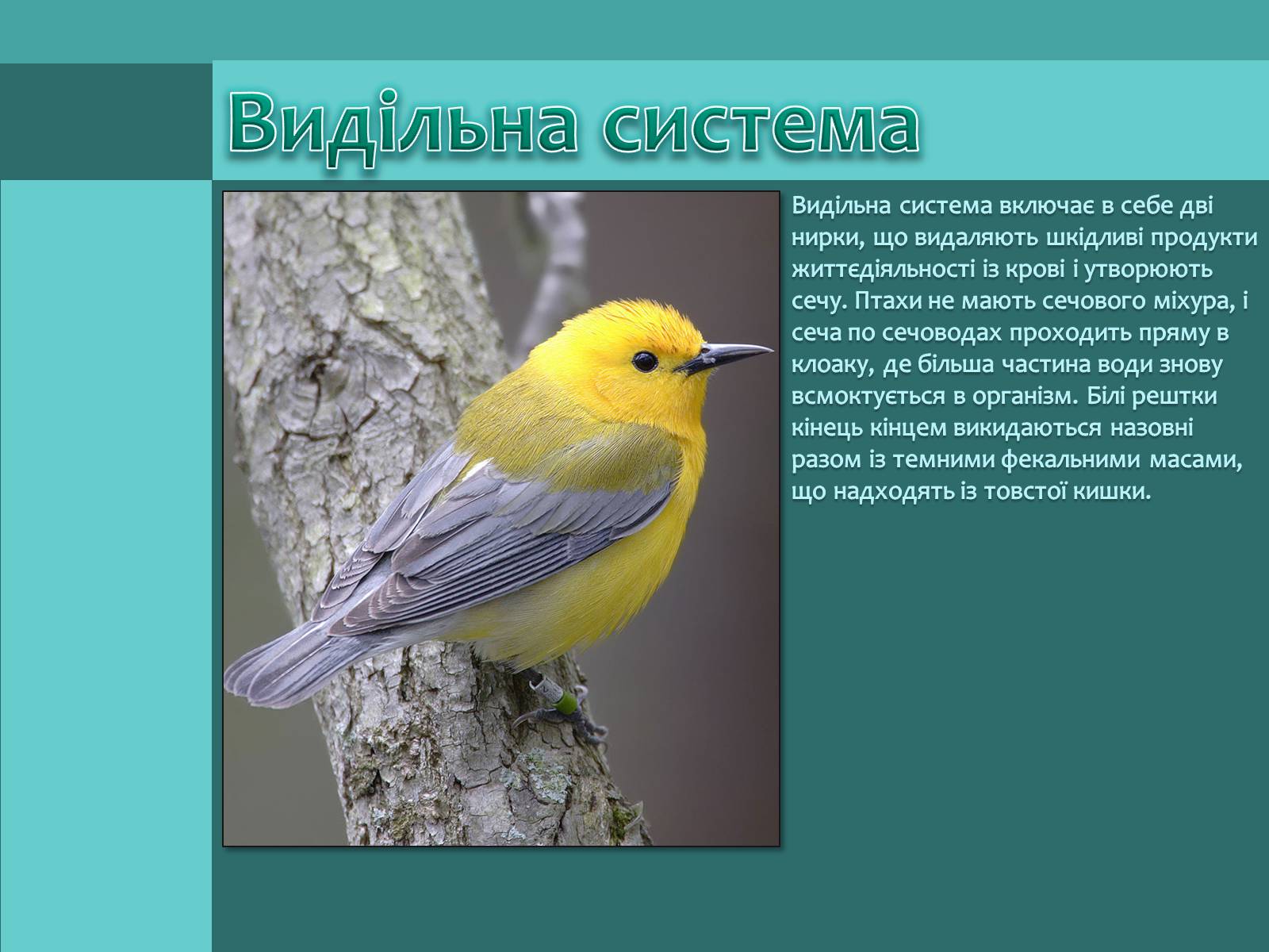 Презентація на тему «Внутрішня будова птахів» (варіант 1) - Слайд #13 Презентація на тему «Внутрішня будова птахів» (варіант 1) - Слайд #13