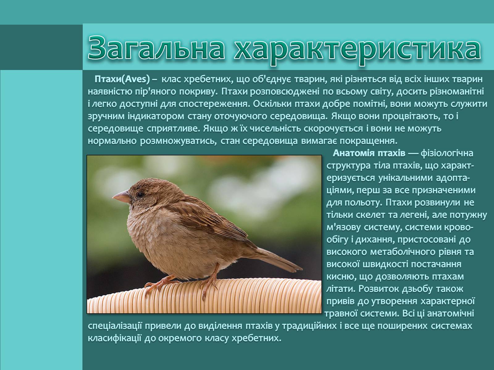 Презентація на тему «Внутрішня будова птахів» (варіант 1) - Слайд #2 Презентація на тему «Внутрішня будова птахів» (варіант 1) - Слайд #2