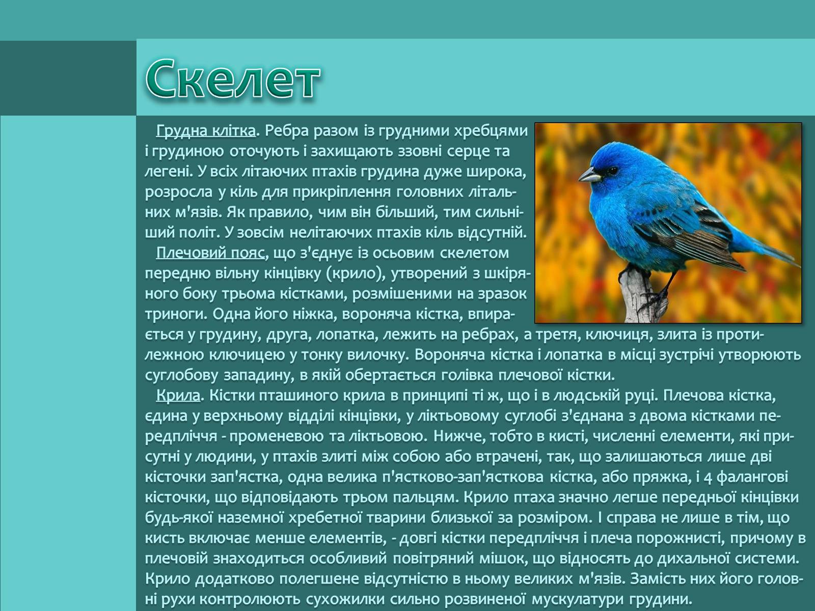 Презентація на тему «Внутрішня будова птахів» (варіант 1) - Слайд #4 Презентація на тему «Внутрішня будова птахів» (варіант 1) - Слайд #4