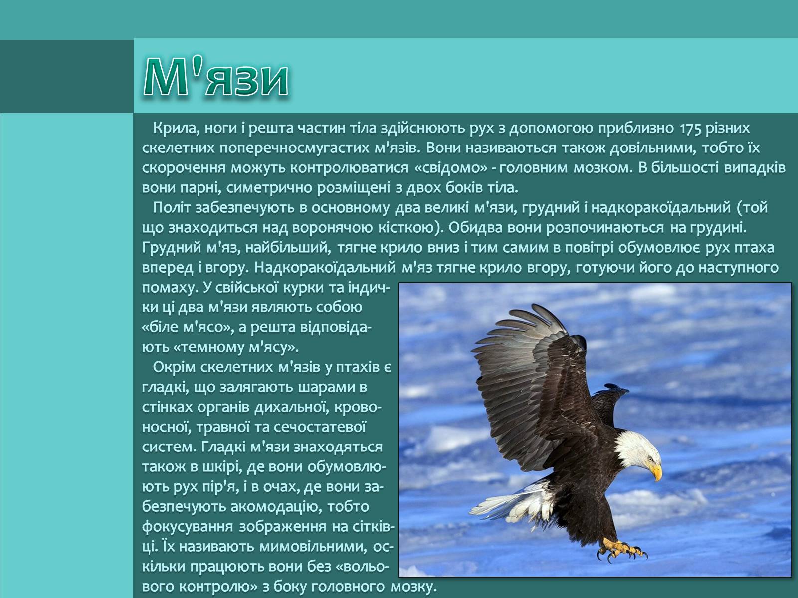 Презентація на тему «Внутрішня будова птахів» (варіант 1) - Слайд #7 Презентація на тему «Внутрішня будова птахів» (варіант 1) - Слайд #7