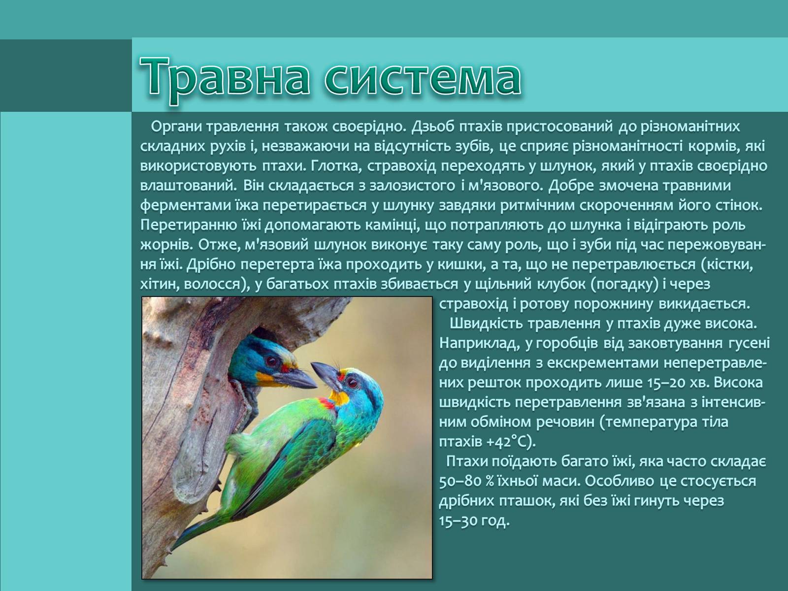Презентація на тему «Внутрішня будова птахів» (варіант 1) - Слайд #8 Презентація на тему «Внутрішня будова птахів» (варіант 1) - Слайд #8