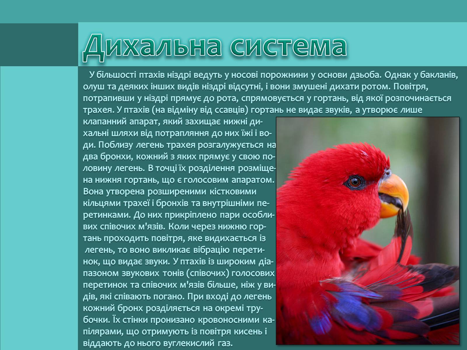 Презентація на тему «Внутрішня будова птахів» (варіант 1) - Слайд #9 Презентація на тему «Внутрішня будова птахів» (варіант 1) - Слайд #9