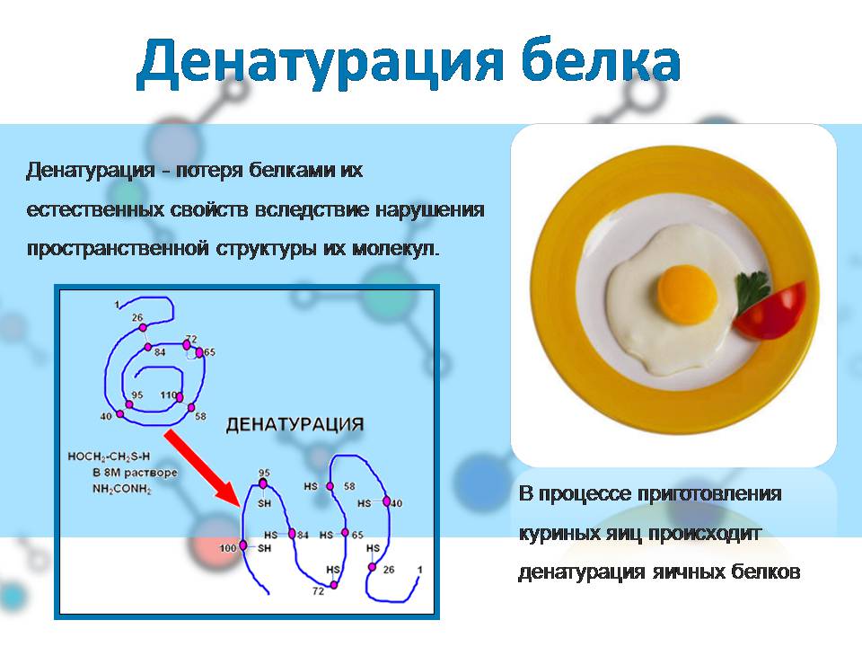 Презентація на тему «Белки» (варіант 4) - Слайд #13 Презентація на тему «Белки» (варіант 4) - Слайд #13