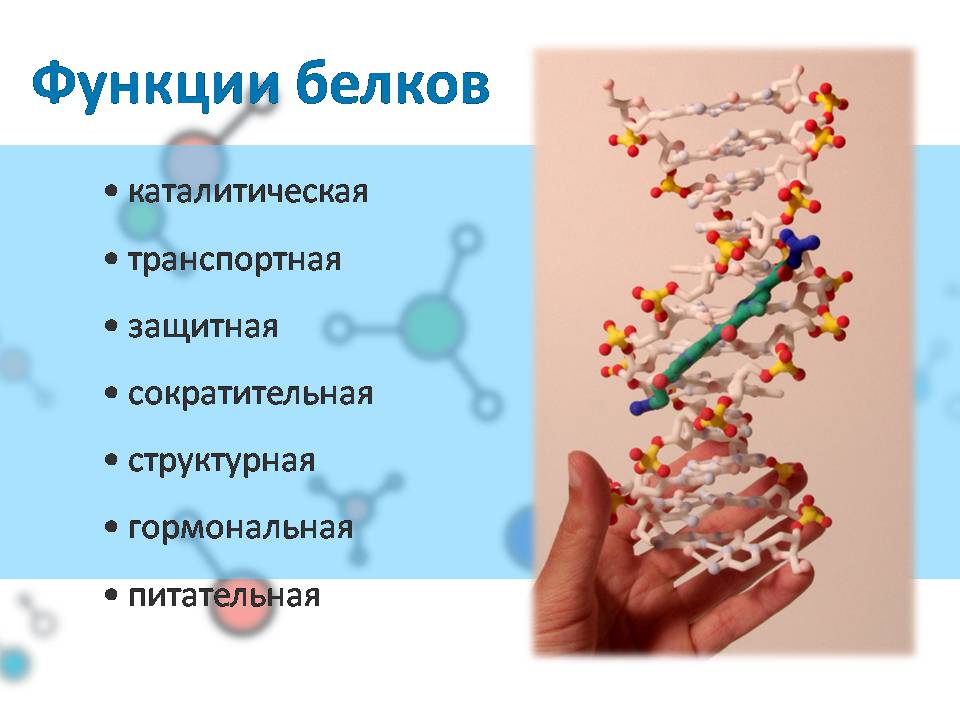 Презентація на тему «Белки» (варіант 4) - Слайд #17 Презентація на тему «Белки» (варіант 4) - Слайд #17