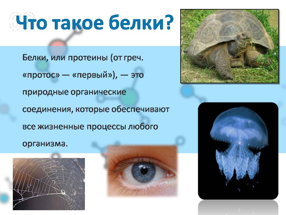 Презентація на тему «Белки» (варіант 4) - Слайд #2 Презентація на тему «Белки» (варіант 4) - Слайд #2