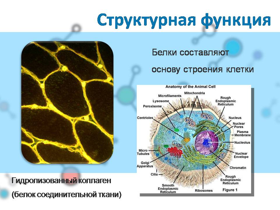 Презентація на тему «Белки» (варіант 4) - Слайд #21 Презентація на тему «Белки» (варіант 4) - Слайд #21