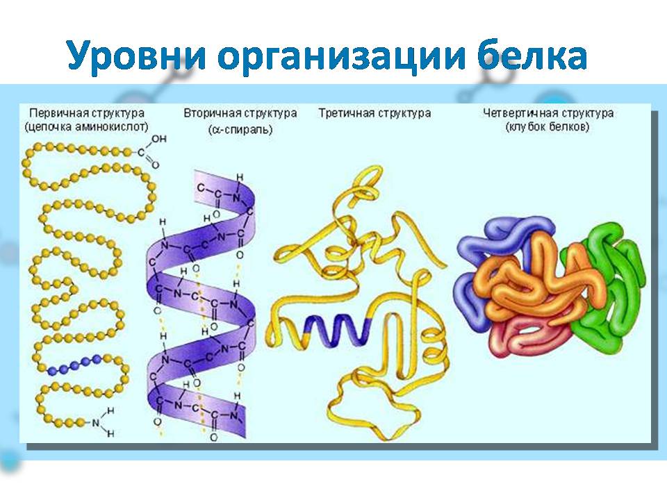 Презентація на тему «Белки» (варіант 4) - Слайд #6 Презентація на тему «Белки» (варіант 4) - Слайд #6
