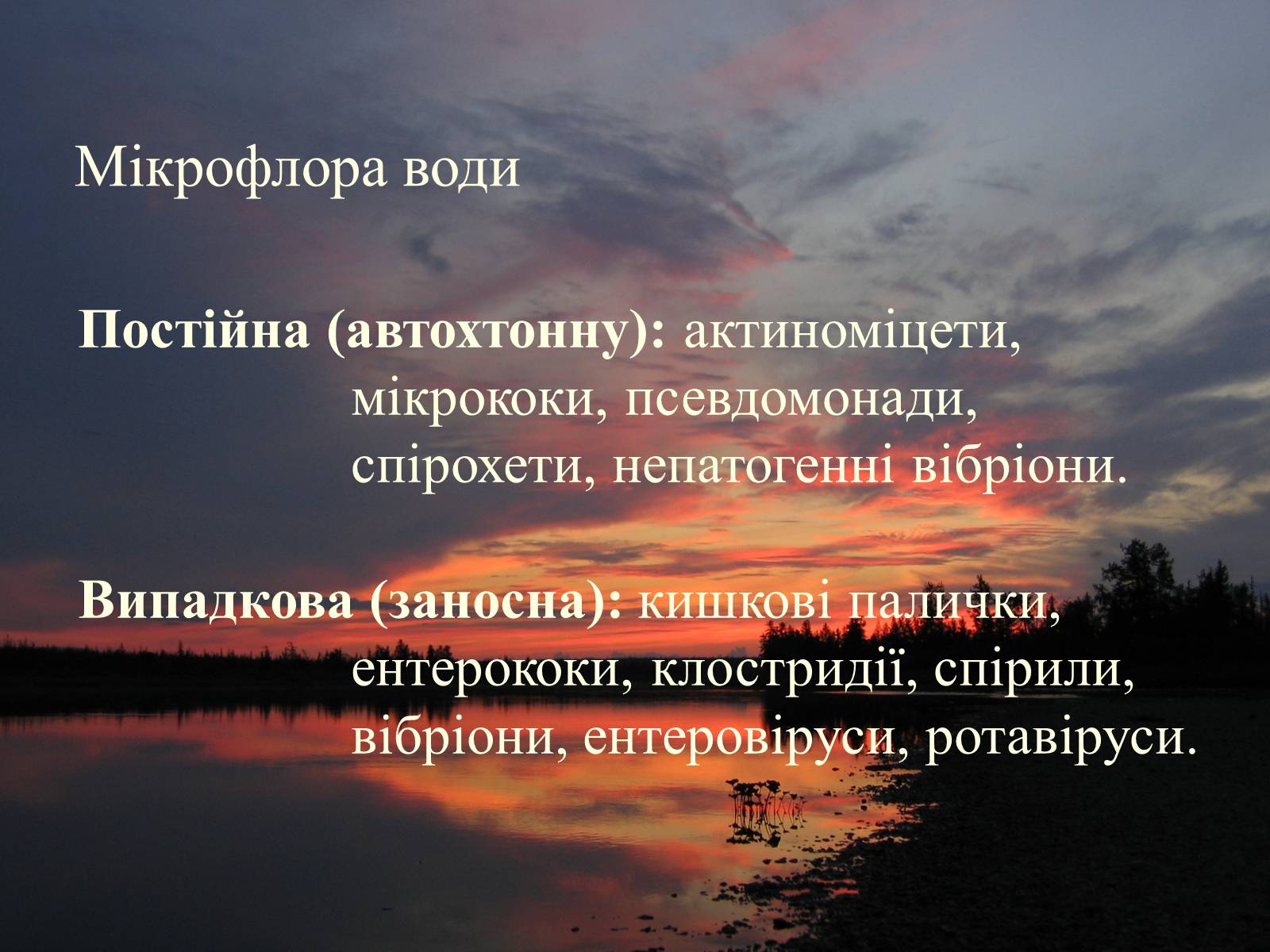 Презентація на тему «Нормальна мікрофлора людини» - Слайд #13 Презентація на тему «Нормальна мікрофлора людини» - Слайд #13