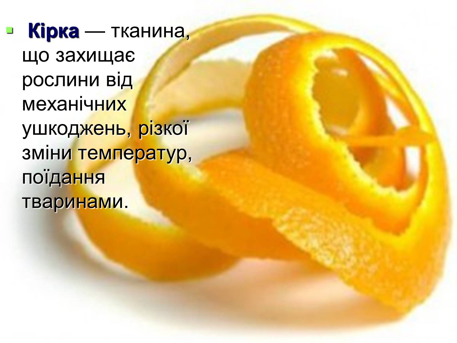 Презентація на тему «Тканини рослинного організму» - Слайд #12 Презентація на тему «Тканини рослинного організму» - Слайд #12
