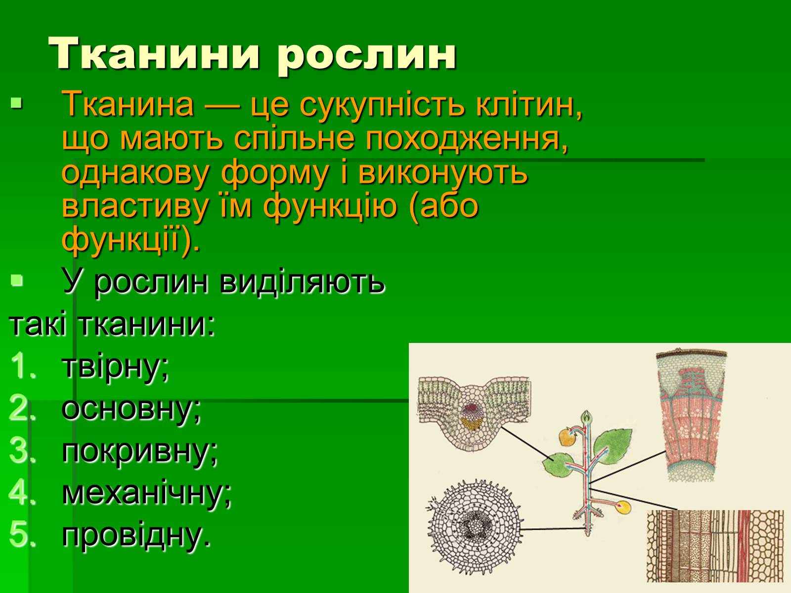 Презентація на тему «Тканини рослинного організму» - Слайд #14 Презентація на тему «Тканини рослинного організму» - Слайд #14
