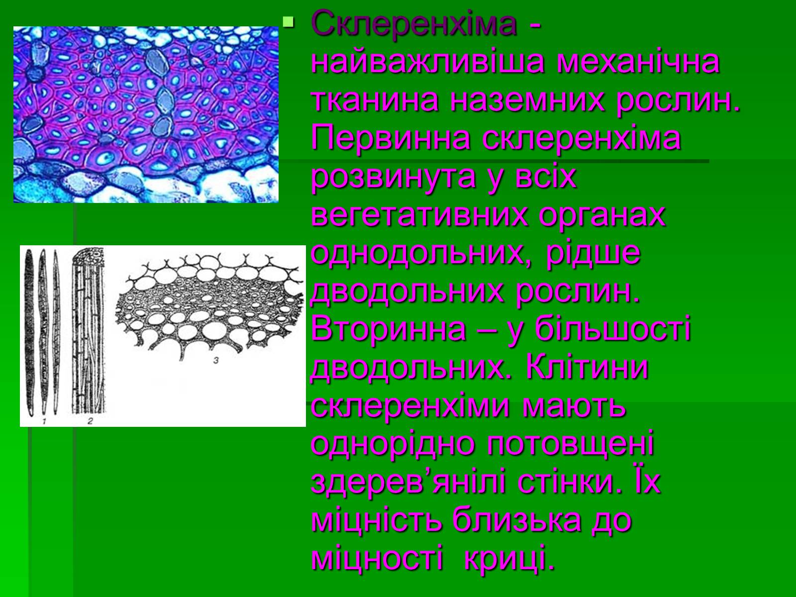 Презентація на тему «Тканини рослинного організму» - Слайд #16 Презентація на тему «Тканини рослинного організму» - Слайд #16