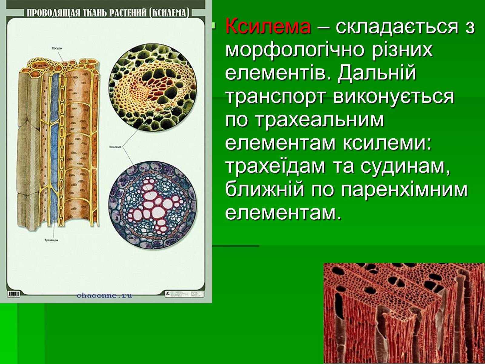 Презентація на тему «Тканини рослинного організму» - Слайд #7 Презентація на тему «Тканини рослинного організму» - Слайд #7