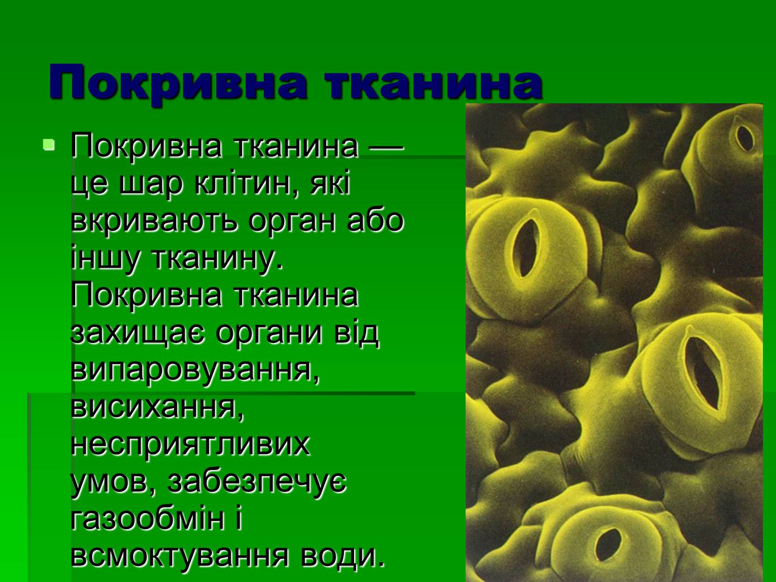 Презентація на тему «Тканини рослинного організму» - Слайд #9 Презентація на тему «Тканини рослинного організму» - Слайд #9