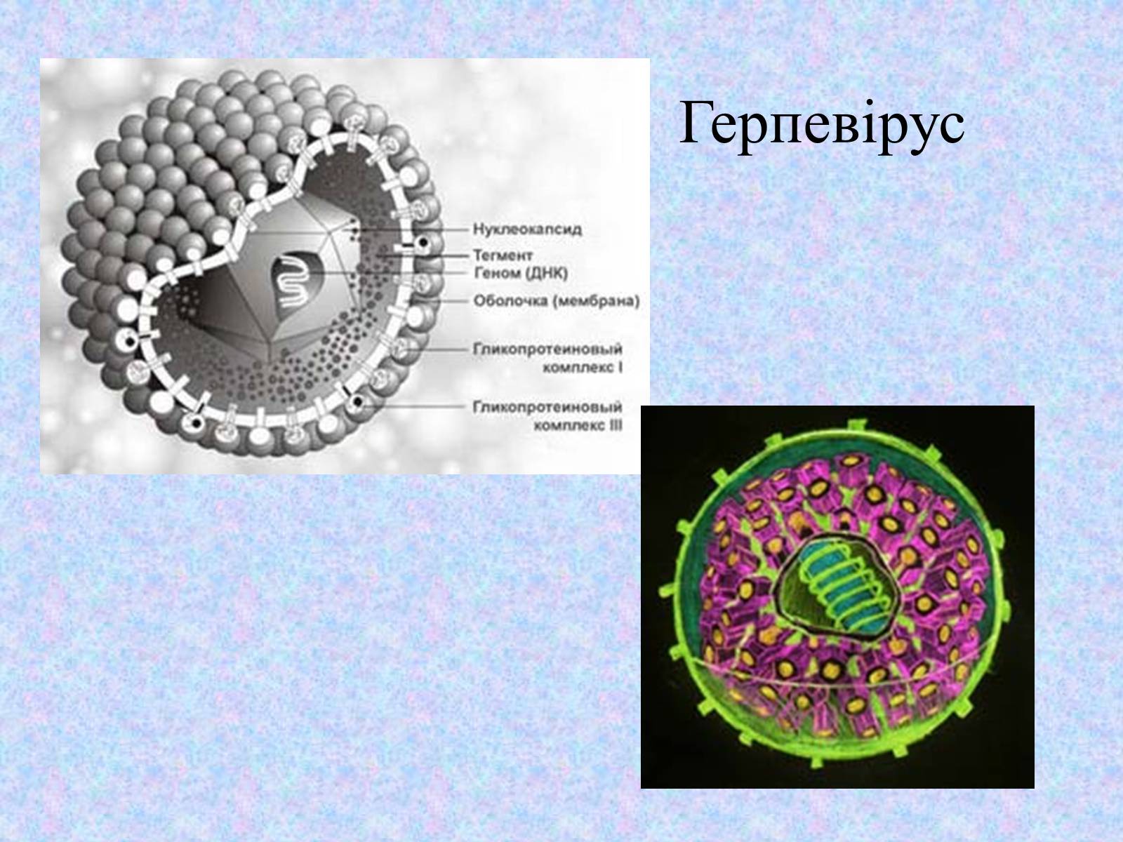Презентація на тему «Вірус Герпесу» - Слайд #13 Презентація на тему «Вірус Герпесу» - Слайд #13