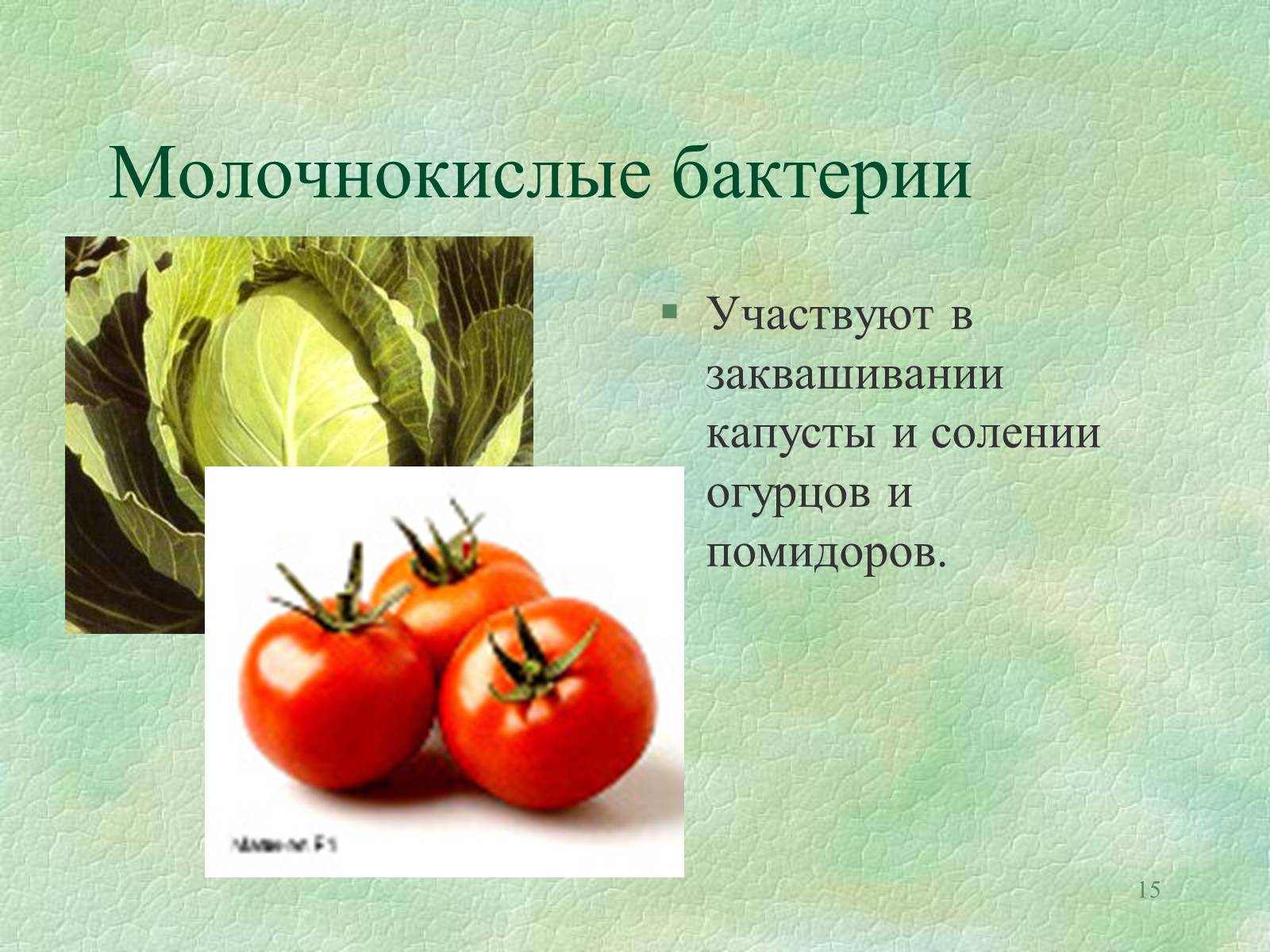 Презентація на тему «Значение бактерий в природе и жизни человека» - Слайд #15 Презентація на тему «Значение бактерий в природе и жизни человека» - Слайд #15