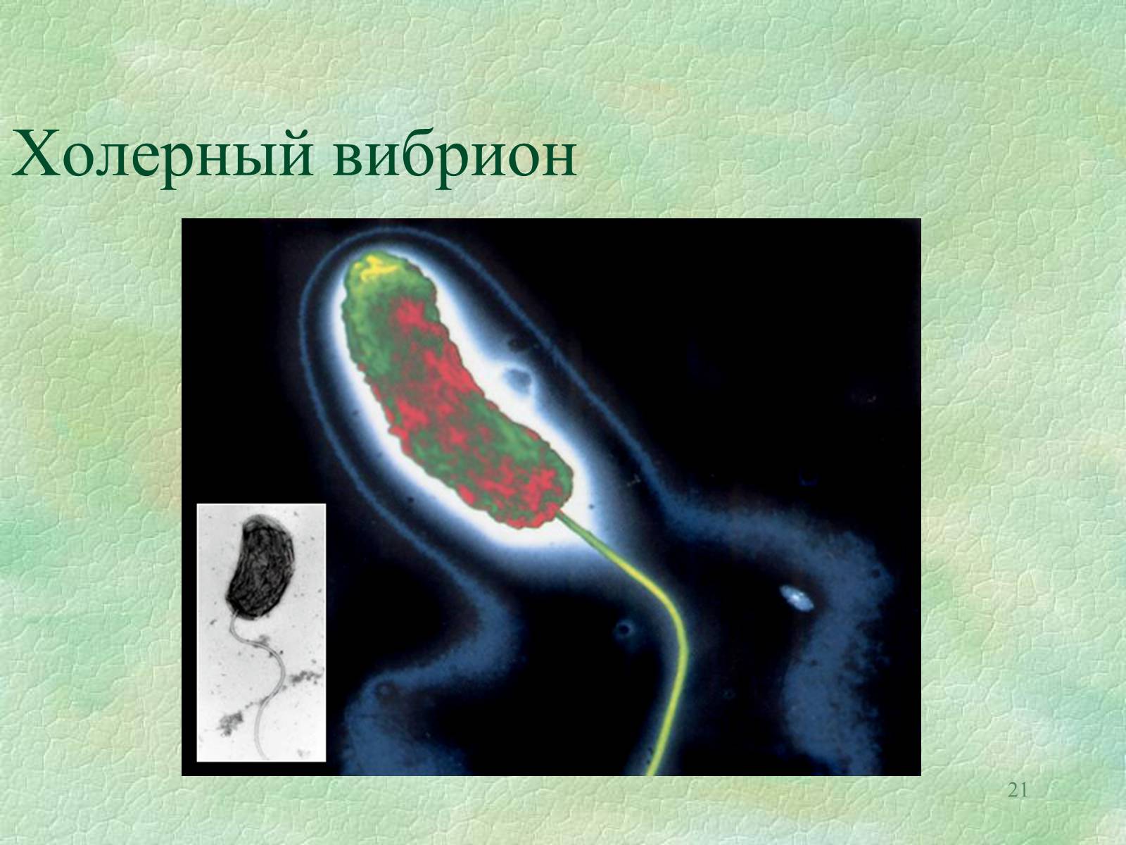 Презентація на тему «Значение бактерий в природе и жизни человека» - Слайд #21 Презентація на тему «Значение бактерий в природе и жизни человека» - Слайд #21