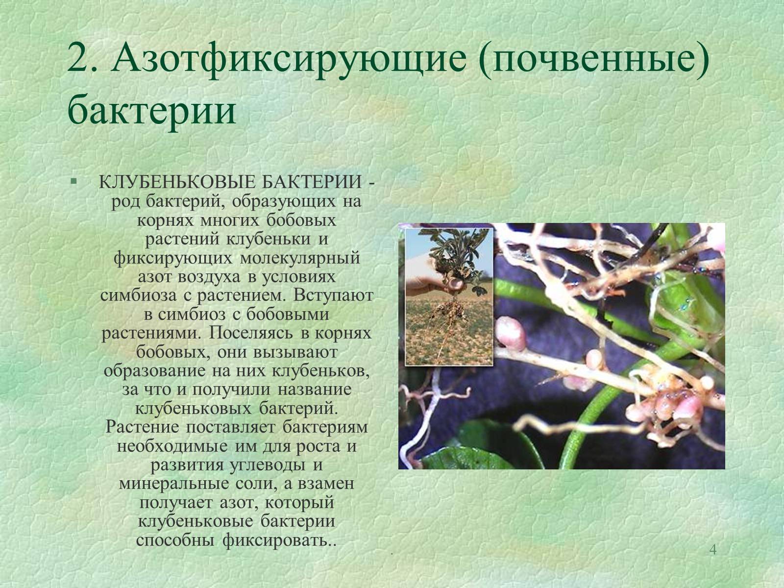 Презентація на тему «Значение бактерий в природе и жизни человека» - Слайд #4 Презентація на тему «Значение бактерий в природе и жизни человека» - Слайд #4