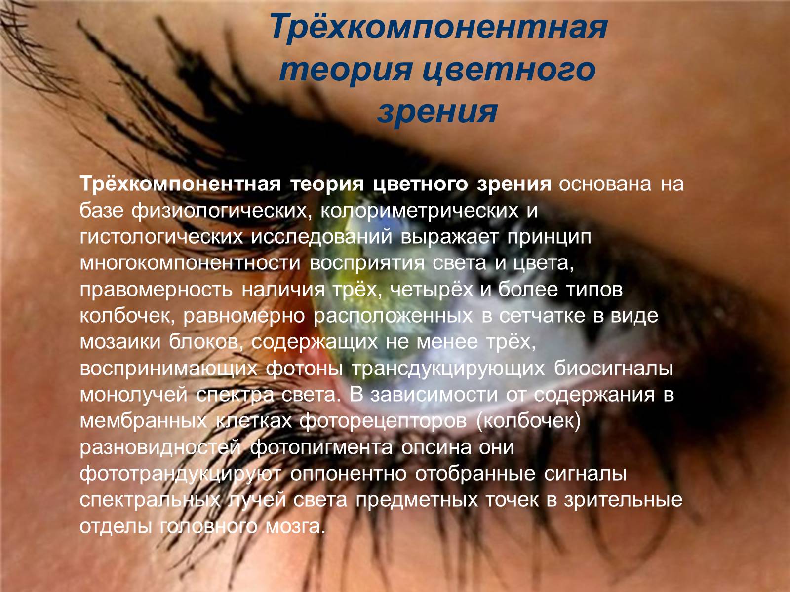 Презентація на тему «Теория цветного зрения» - Слайд #13 Презентація на тему «Теория цветного зрения» - Слайд #13