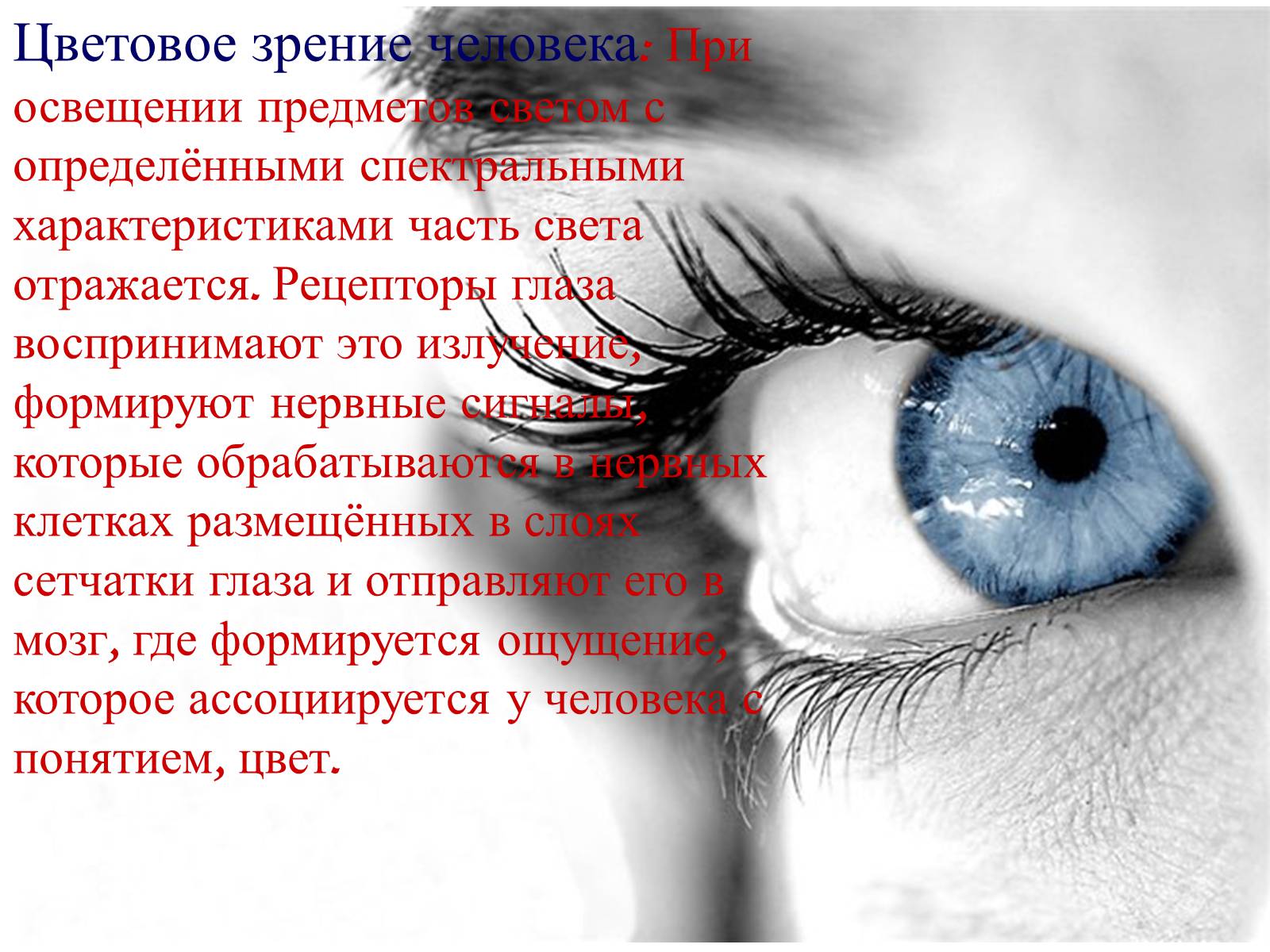 Презентація на тему «Теория цветного зрения» - Слайд #3 Презентація на тему «Теория цветного зрения» - Слайд #3