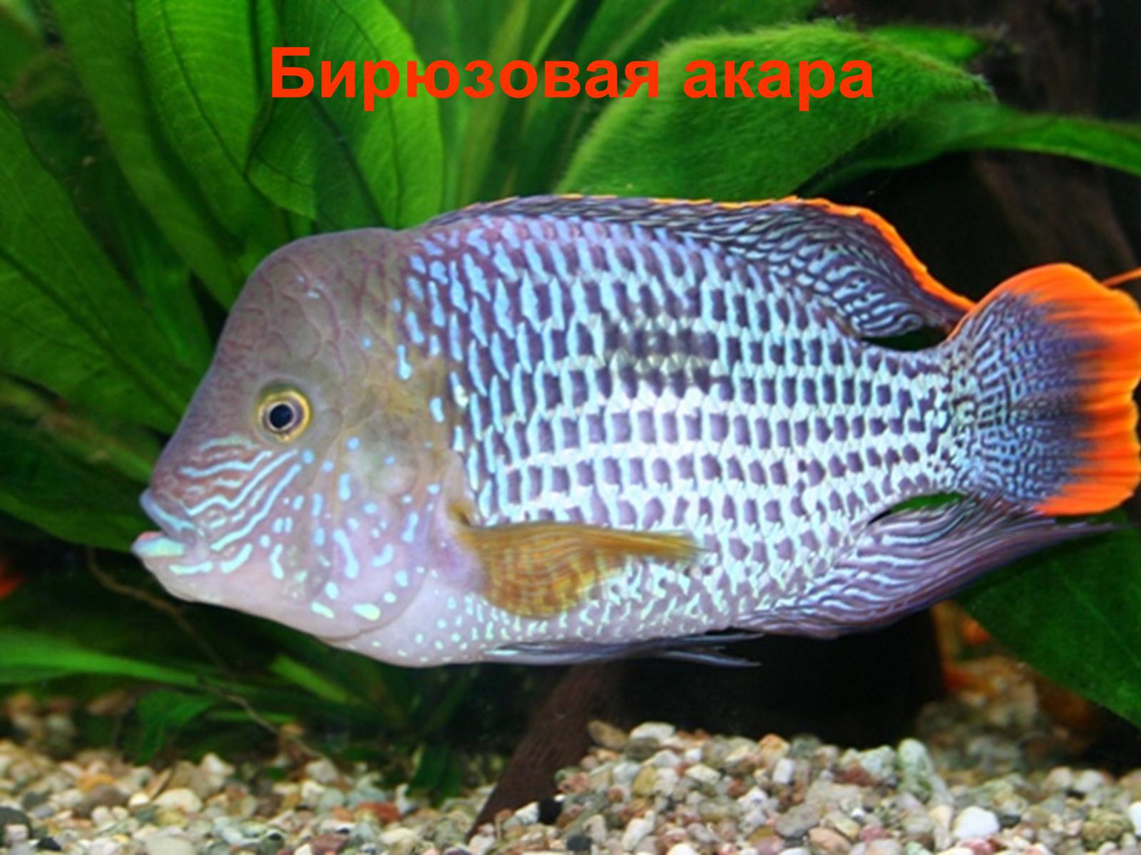 Презентація на тему «Аквариумные рыбки» - Слайд #18 Презентація на тему «Аквариумные рыбки» - Слайд #18