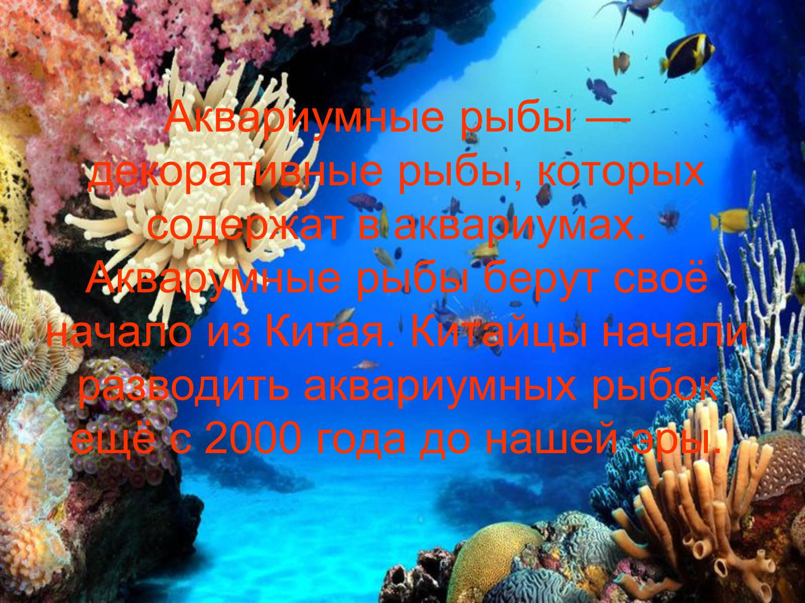 Презентація на тему «Аквариумные рыбки» - Слайд #2 Презентація на тему «Аквариумные рыбки» - Слайд #2