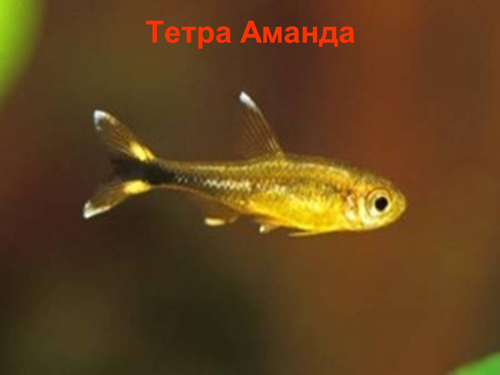 Презентація на тему «Аквариумные рыбки» - Слайд #20 Презентація на тему «Аквариумные рыбки» - Слайд #20