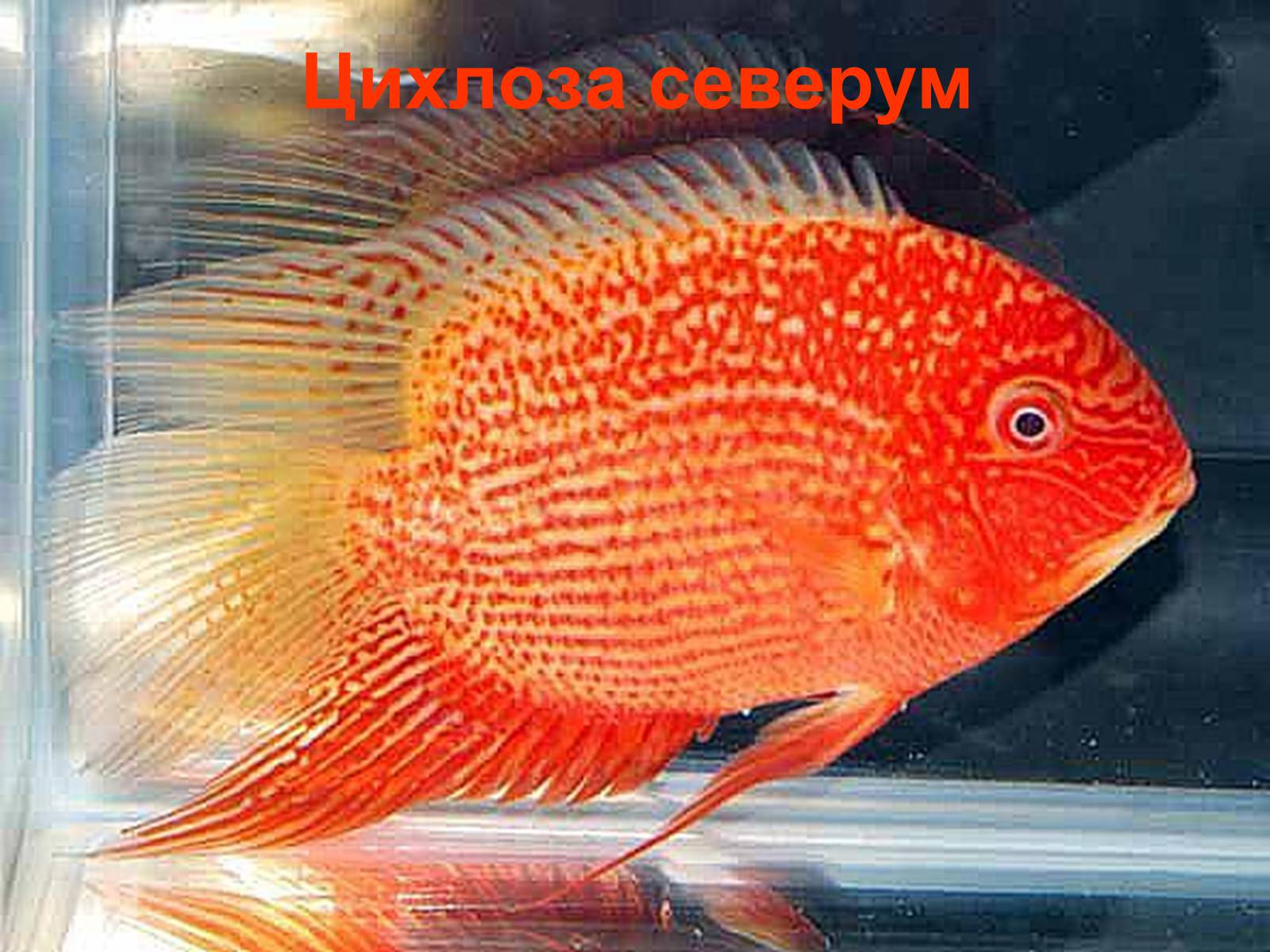 Презентація на тему «Аквариумные рыбки» - Слайд #22 Презентація на тему «Аквариумные рыбки» - Слайд #22