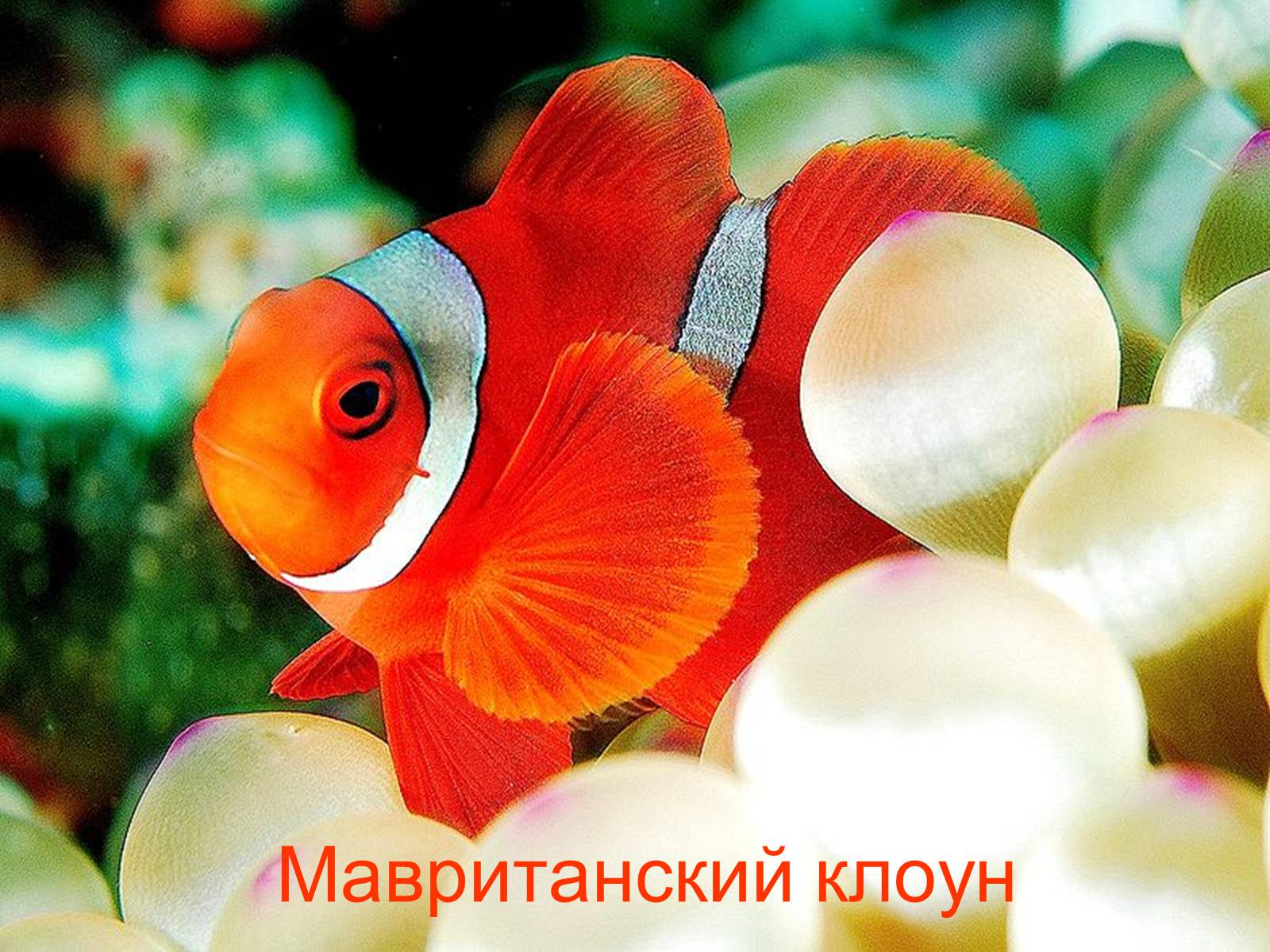 Презентація на тему «Аквариумные рыбки» - Слайд #23 Презентація на тему «Аквариумные рыбки» - Слайд #23