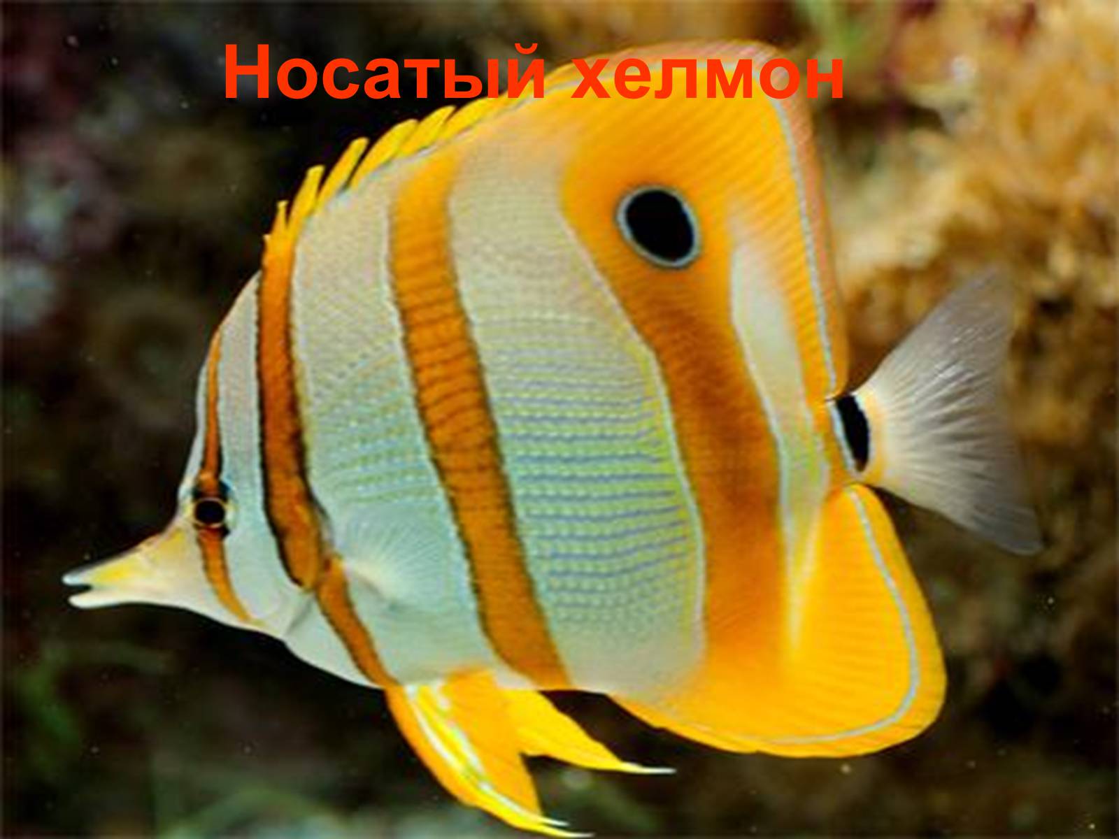 Презентація на тему «Аквариумные рыбки» - Слайд #24 Презентація на тему «Аквариумные рыбки» - Слайд #24