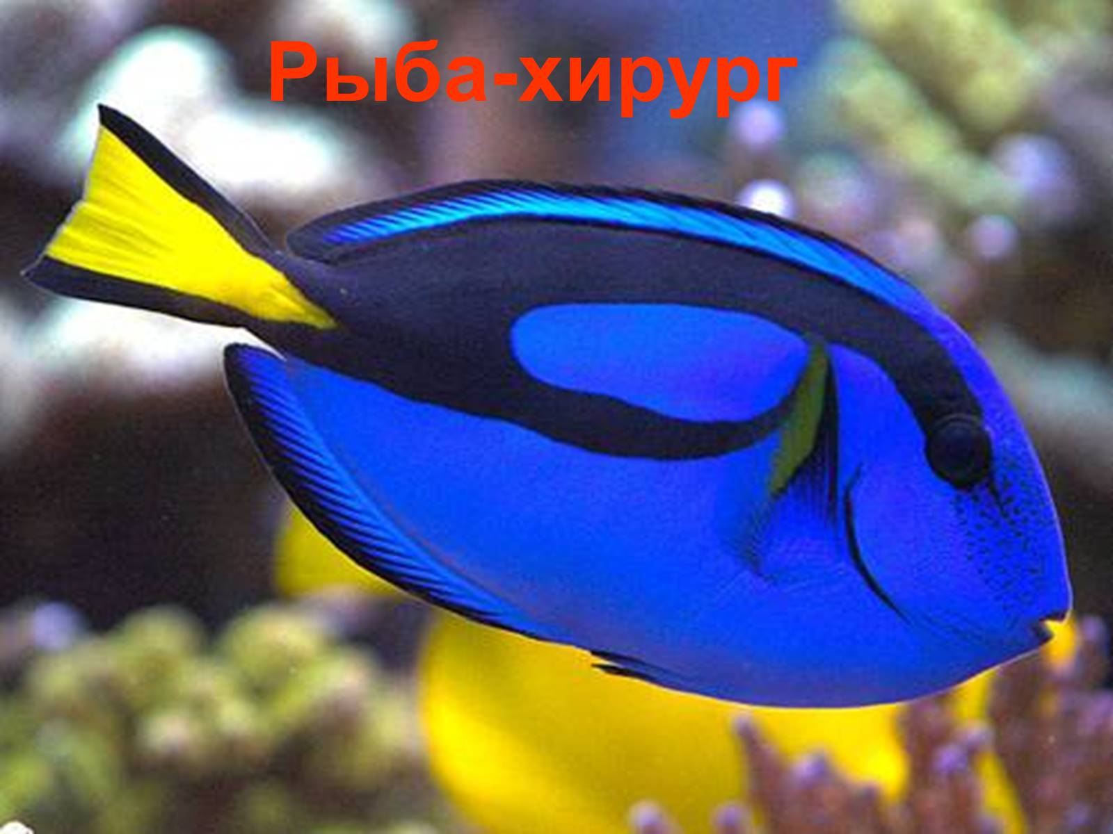 Презентація на тему «Аквариумные рыбки» - Слайд #25 Презентація на тему «Аквариумные рыбки» - Слайд #25