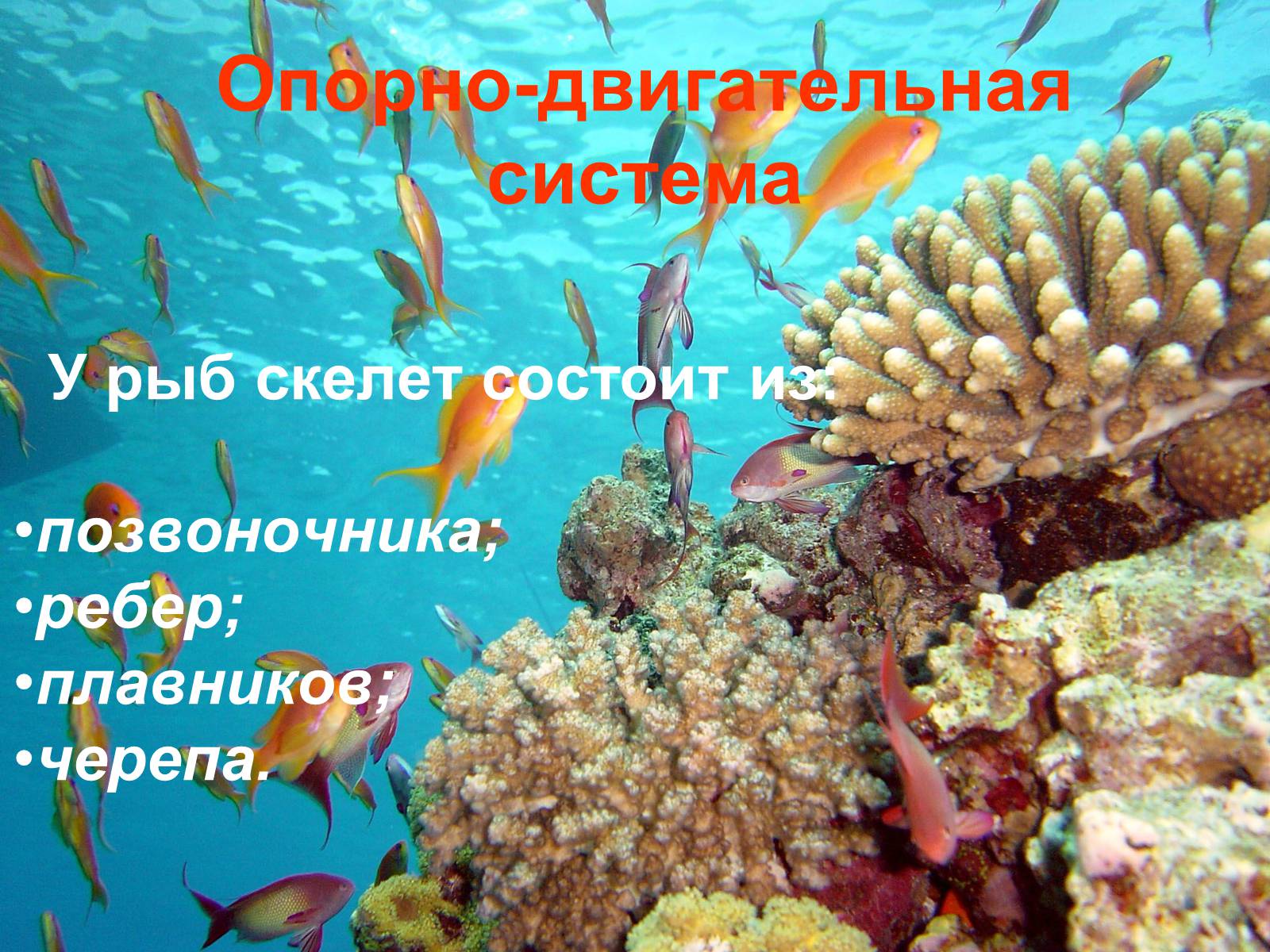 Презентація на тему «Аквариумные рыбки» - Слайд #5 Презентація на тему «Аквариумные рыбки» - Слайд #5