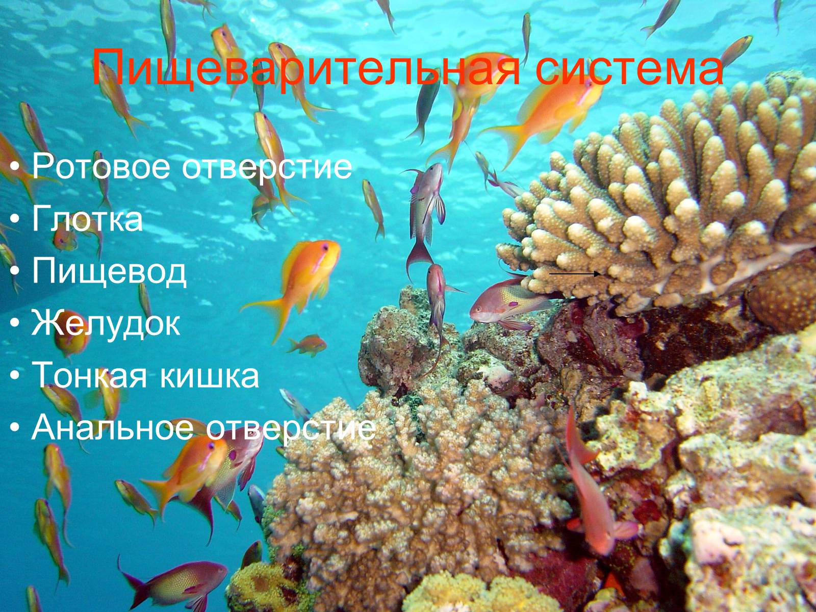 Презентація на тему «Аквариумные рыбки» - Слайд #6 Презентація на тему «Аквариумные рыбки» - Слайд #6