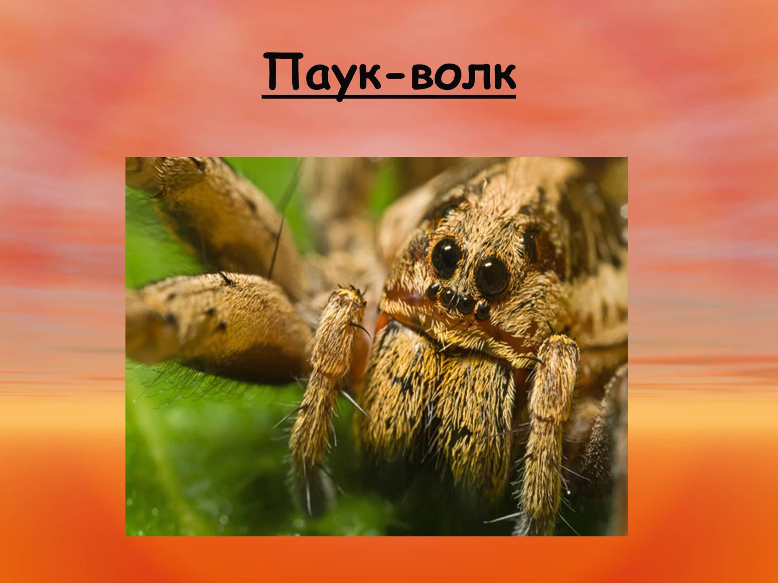 Презентація на тему «Пауки. Их строение» - Слайд #14 Презентація на тему «Пауки. Их строение» - Слайд #14