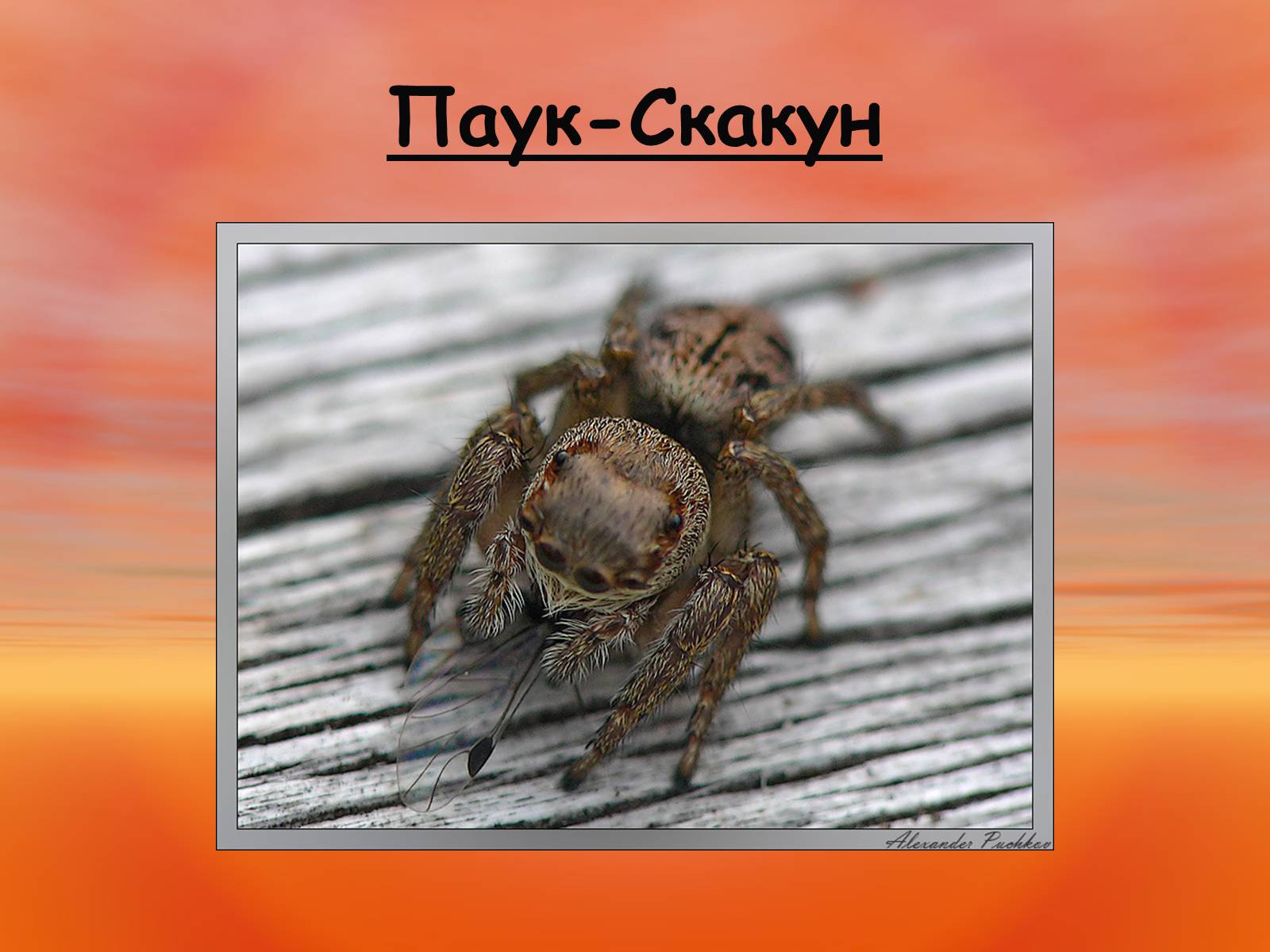 Презентація на тему «Пауки. Их строение» - Слайд #16 Презентація на тему «Пауки. Их строение» - Слайд #16