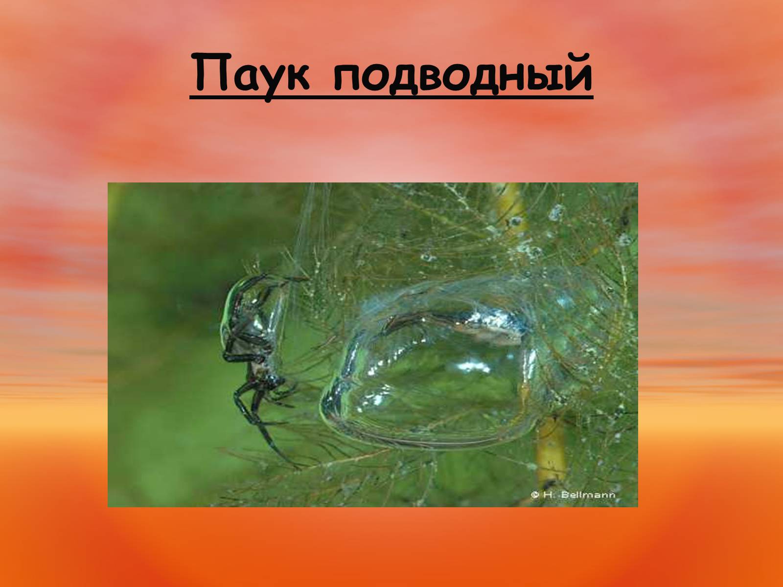 Презентація на тему «Пауки. Их строение» - Слайд #18 Презентація на тему «Пауки. Их строение» - Слайд #18