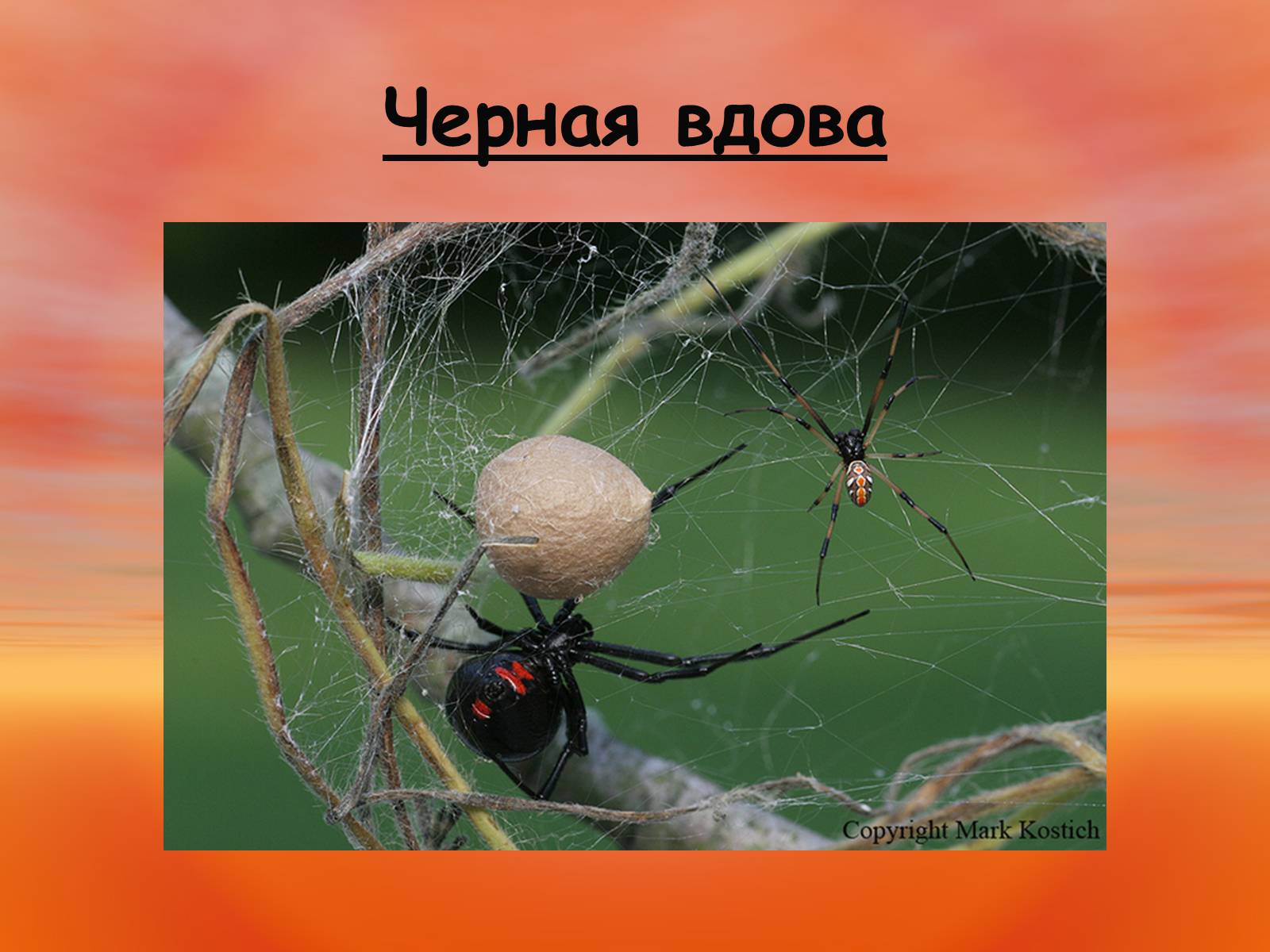Презентація на тему «Пауки. Их строение» - Слайд #19 Презентація на тему «Пауки. Их строение» - Слайд #19