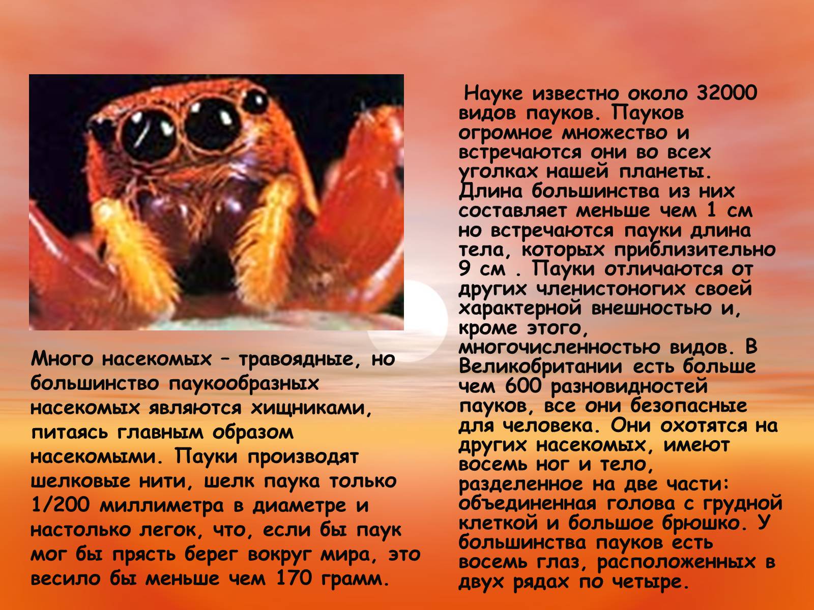 Презентація на тему «Пауки. Их строение» - Слайд #3 Презентація на тему «Пауки. Их строение» - Слайд #3