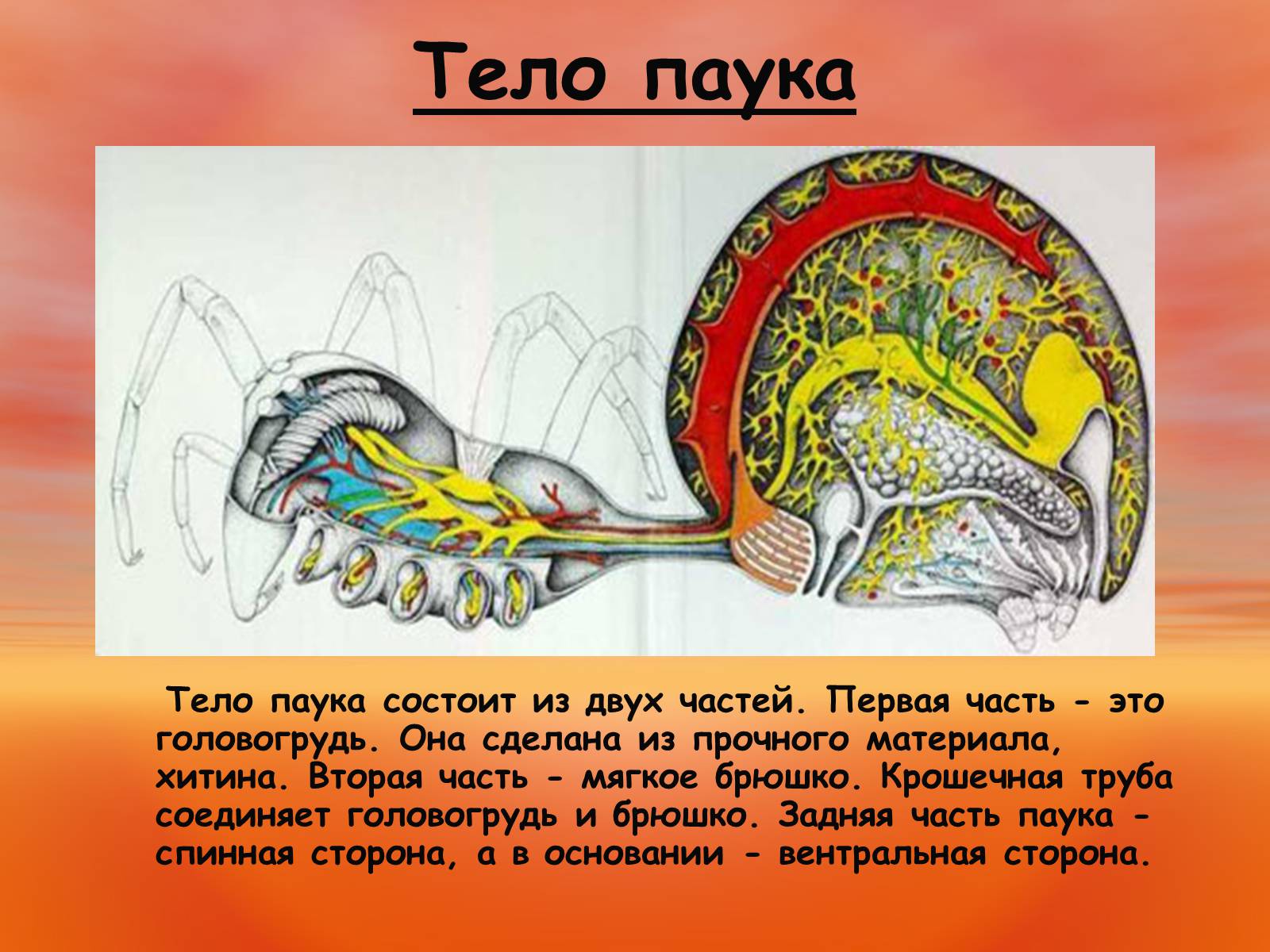 Презентація на тему «Пауки. Их строение» - Слайд #4 Презентація на тему «Пауки. Их строение» - Слайд #4