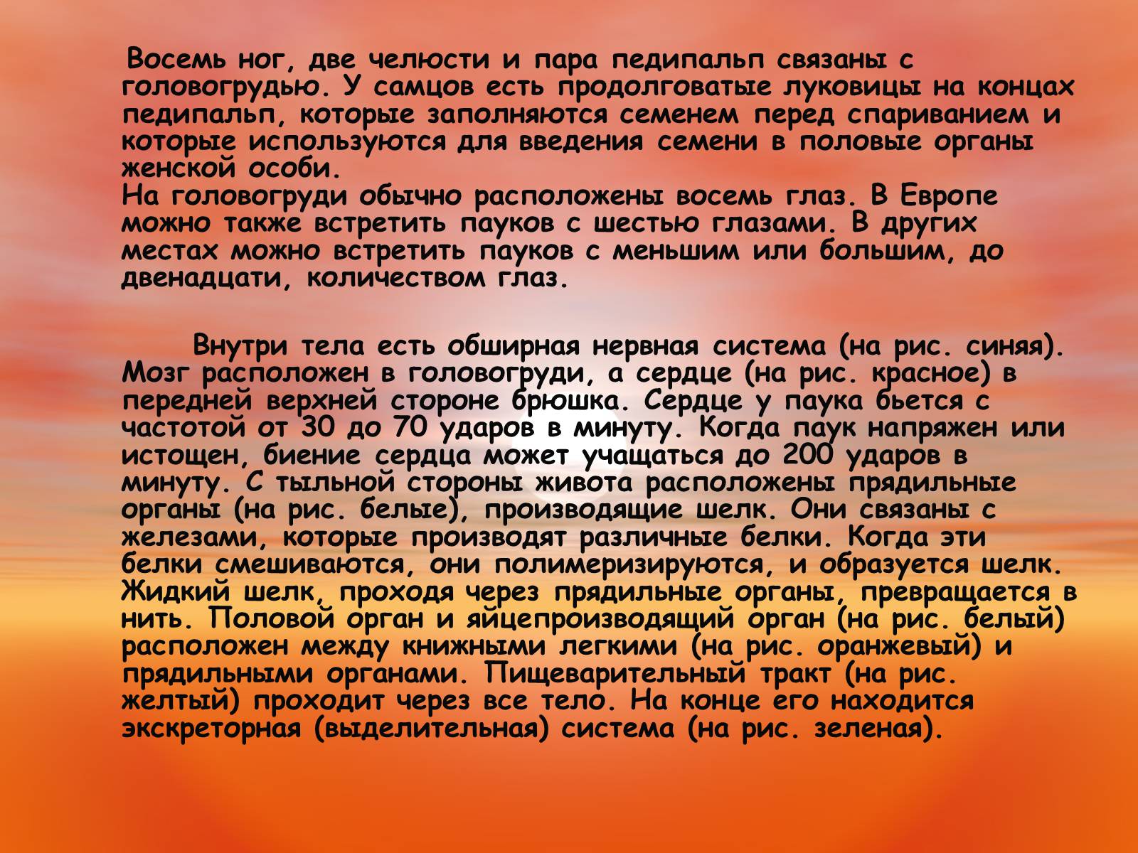 Презентація на тему «Пауки. Их строение» - Слайд #5 Презентація на тему «Пауки. Их строение» - Слайд #5
