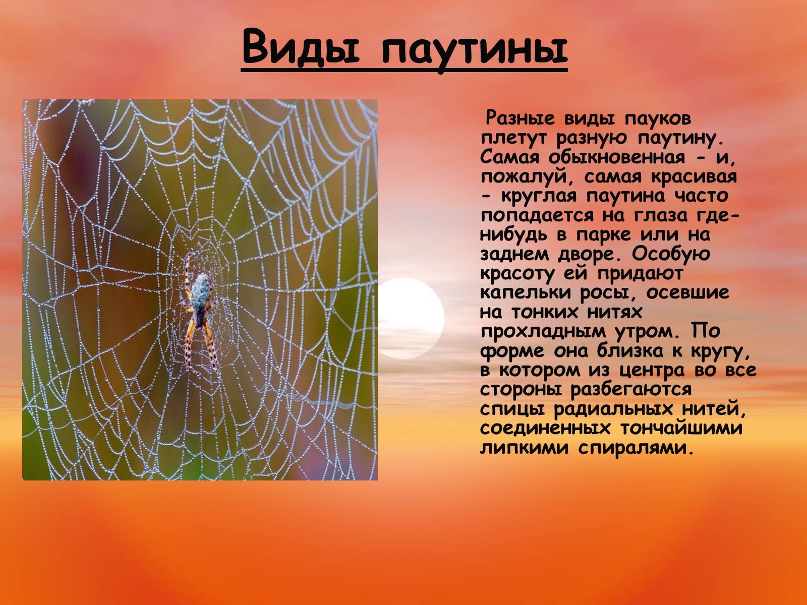 Презентація на тему «Пауки. Их строение» - Слайд #8 Презентація на тему «Пауки. Их строение» - Слайд #8