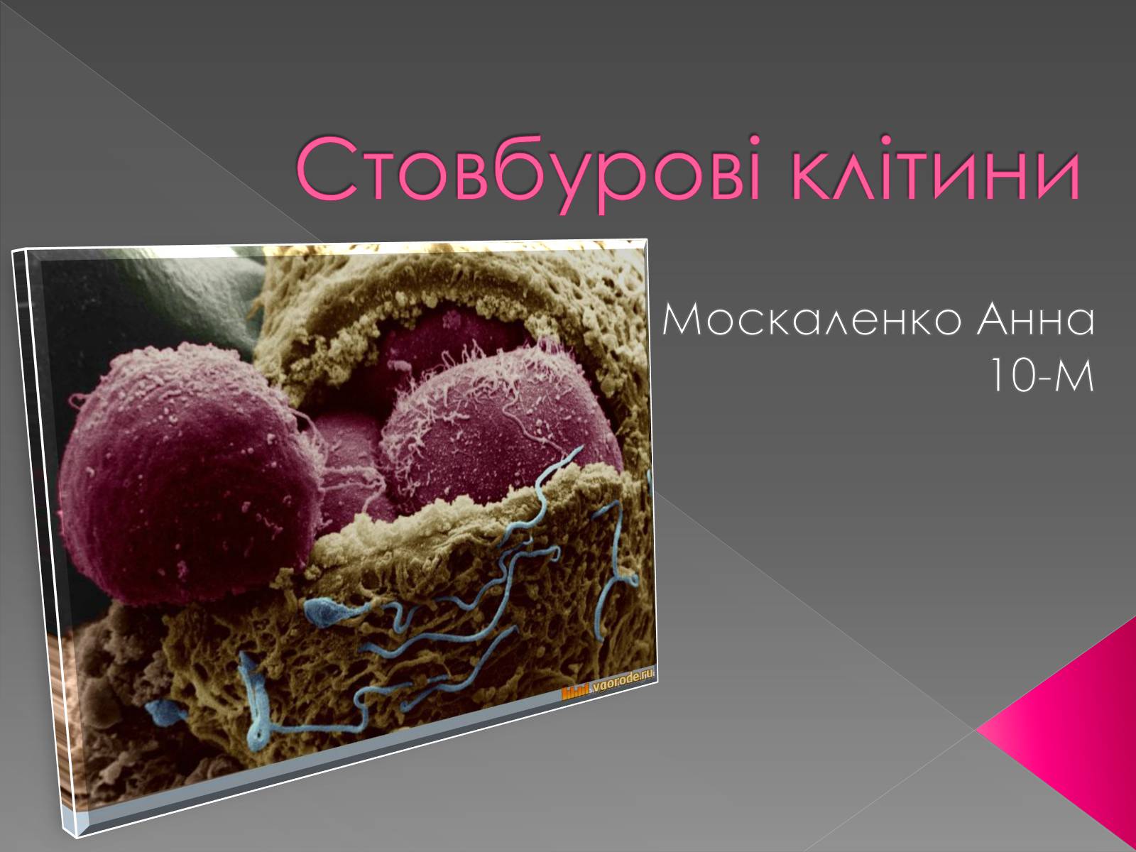 Презентація на тему «Стовбурові клітини» (варіант 4) - Слайд #1 Презентація на тему «Стовбурові клітини» (варіант 4) - Слайд #1