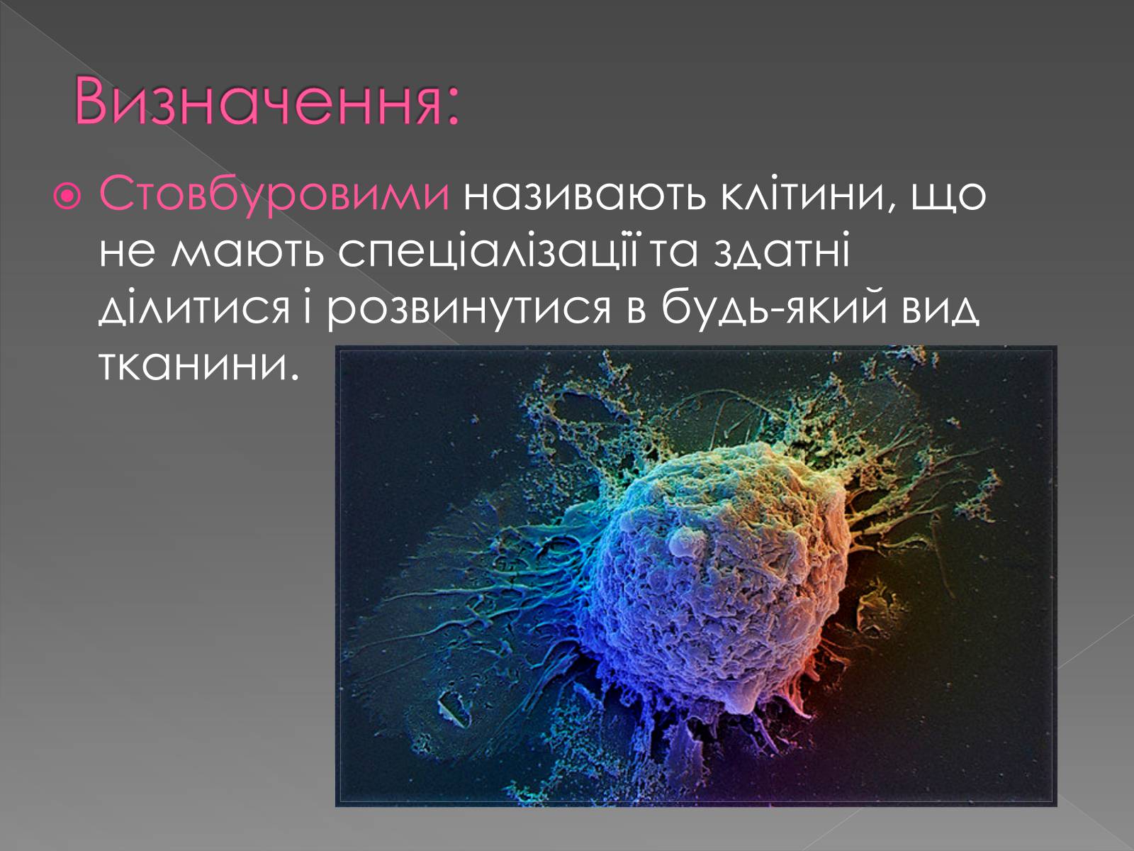 Презентація на тему «Стовбурові клітини» (варіант 4) - Слайд #2 Презентація на тему «Стовбурові клітини» (варіант 4) - Слайд #2