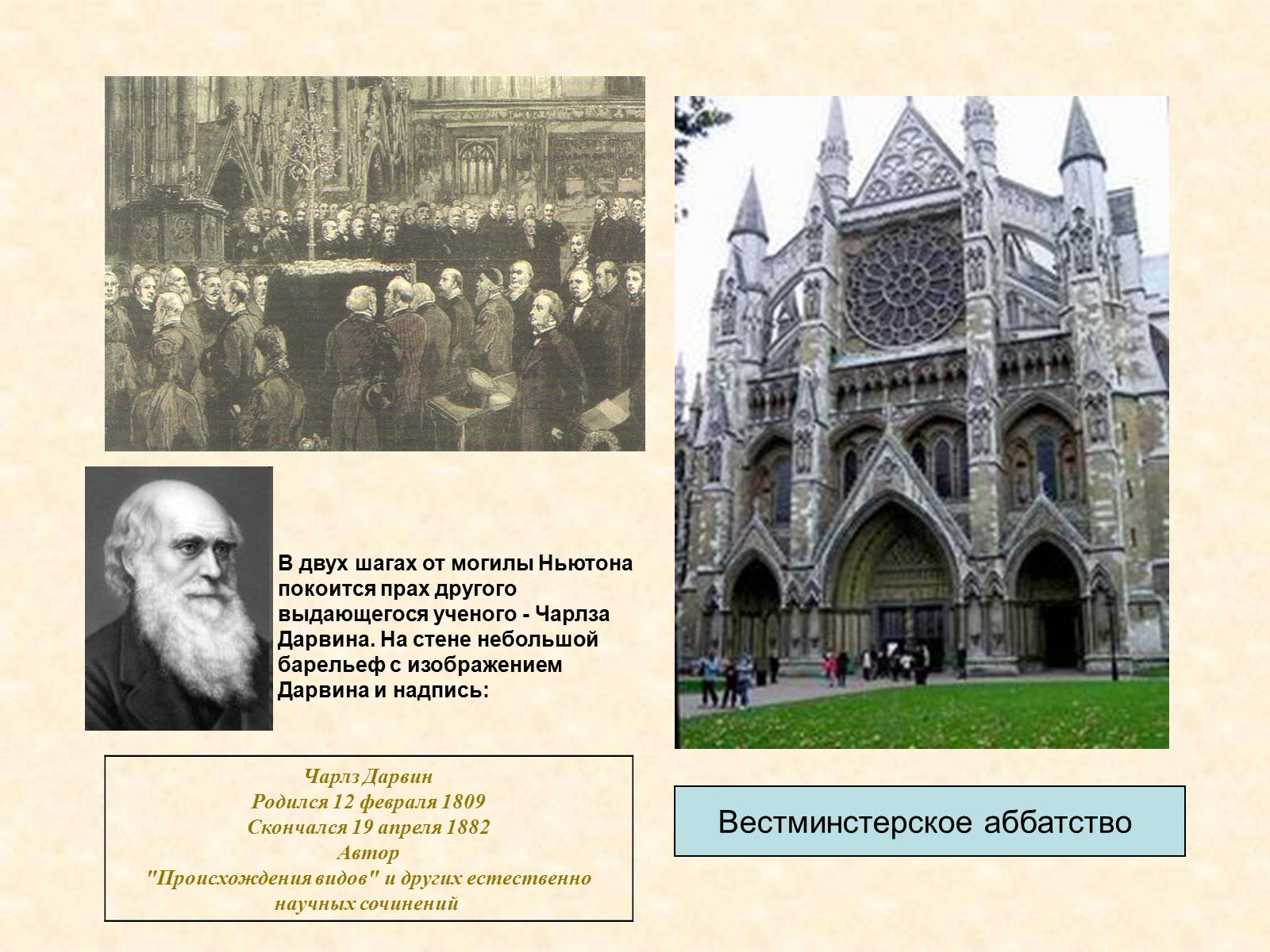 Презентація на тему «Чарльз Дарвин» - Слайд #19 Презентація на тему «Чарльз Дарвин» - Слайд #19