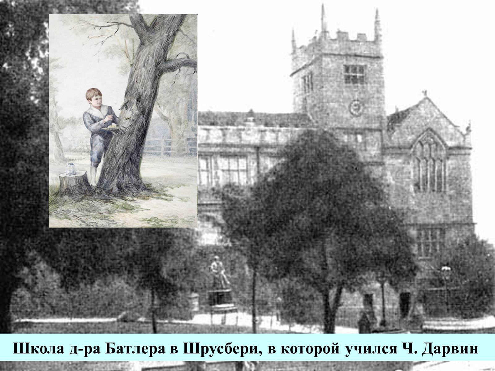 Презентація на тему «Чарльз Дарвин» - Слайд #7 Презентація на тему «Чарльз Дарвин» - Слайд #7
