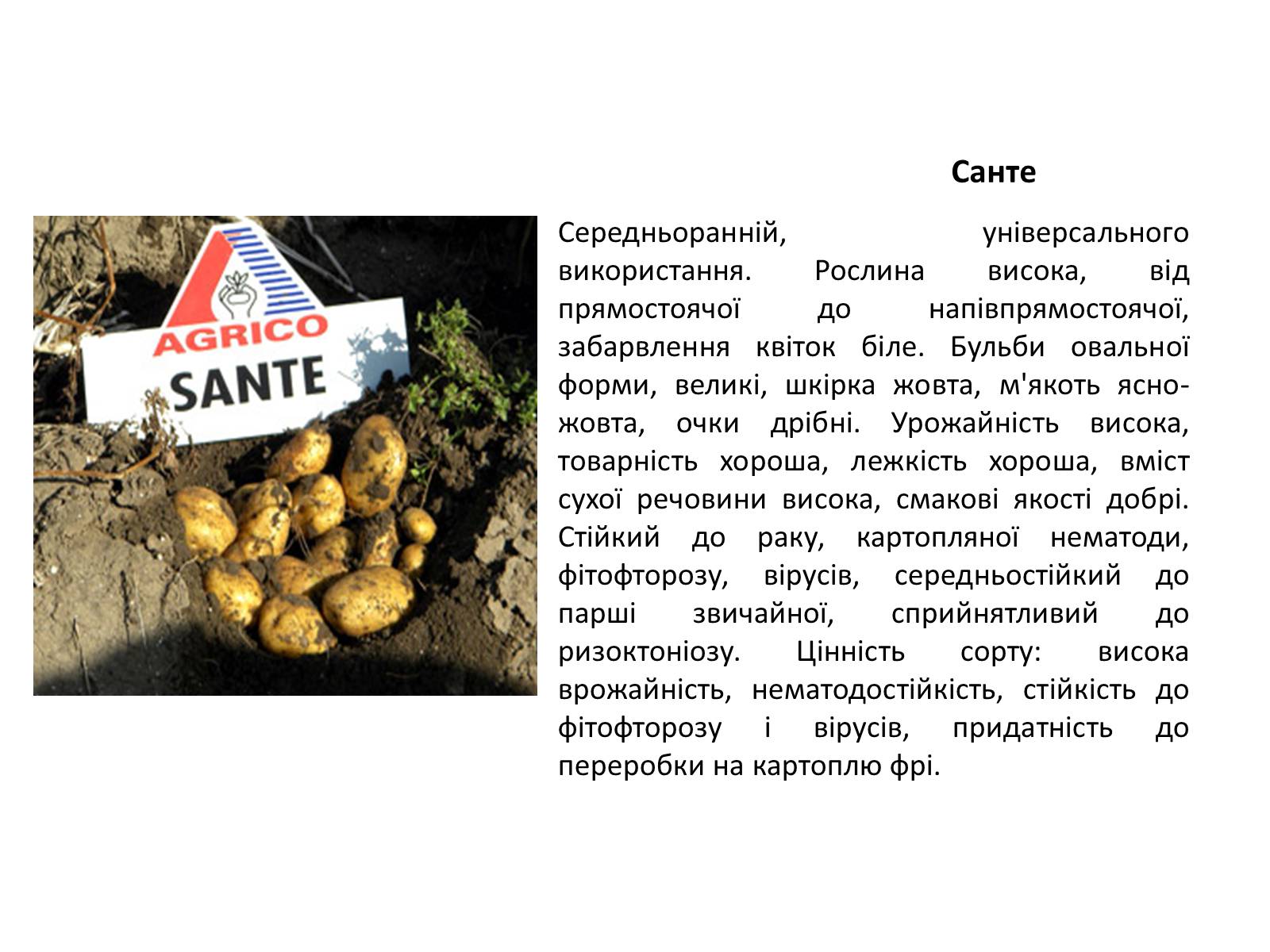 Презентація на тему «Сорти картоплі поширені в Україні» - Слайд #12 Презентація на тему «Сорти картоплі поширені в Україні» - Слайд #12