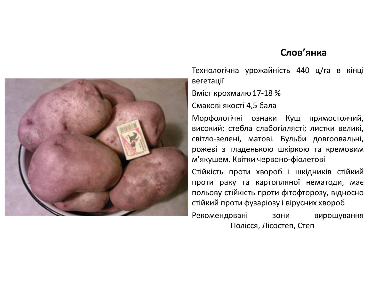 Презентація на тему «Сорти картоплі поширені в Україні» - Слайд #13 Презентація на тему «Сорти картоплі поширені в Україні» - Слайд #13