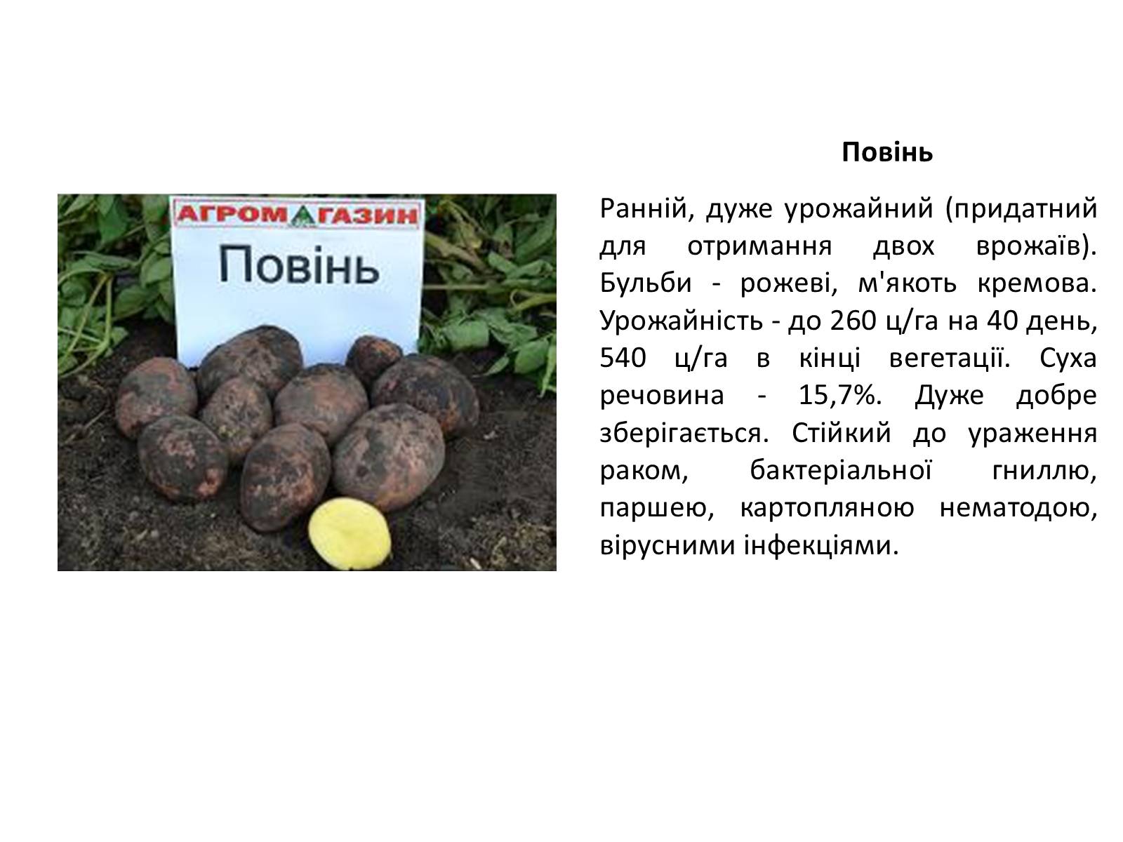 Презентація на тему «Сорти картоплі поширені в Україні» - Слайд #17 Презентація на тему «Сорти картоплі поширені в Україні» - Слайд #17