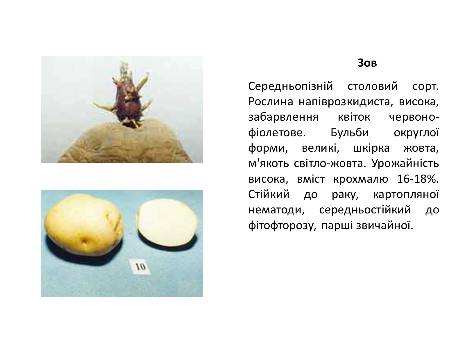 Презентація на тему «Сорти картоплі поширені в Україні» - Слайд #23 Презентація на тему «Сорти картоплі поширені в Україні» - Слайд #23