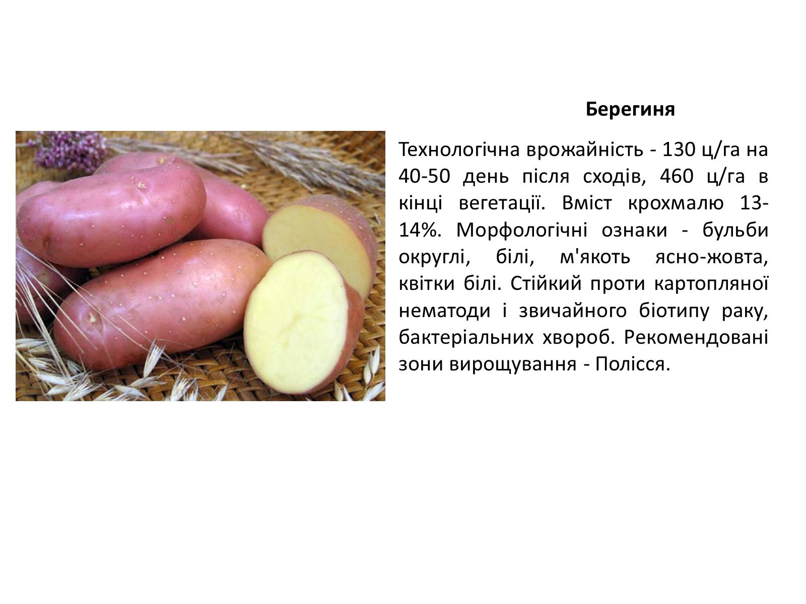 Презентація на тему «Сорти картоплі поширені в Україні» - Слайд #3 Презентація на тему «Сорти картоплі поширені в Україні» - Слайд #3